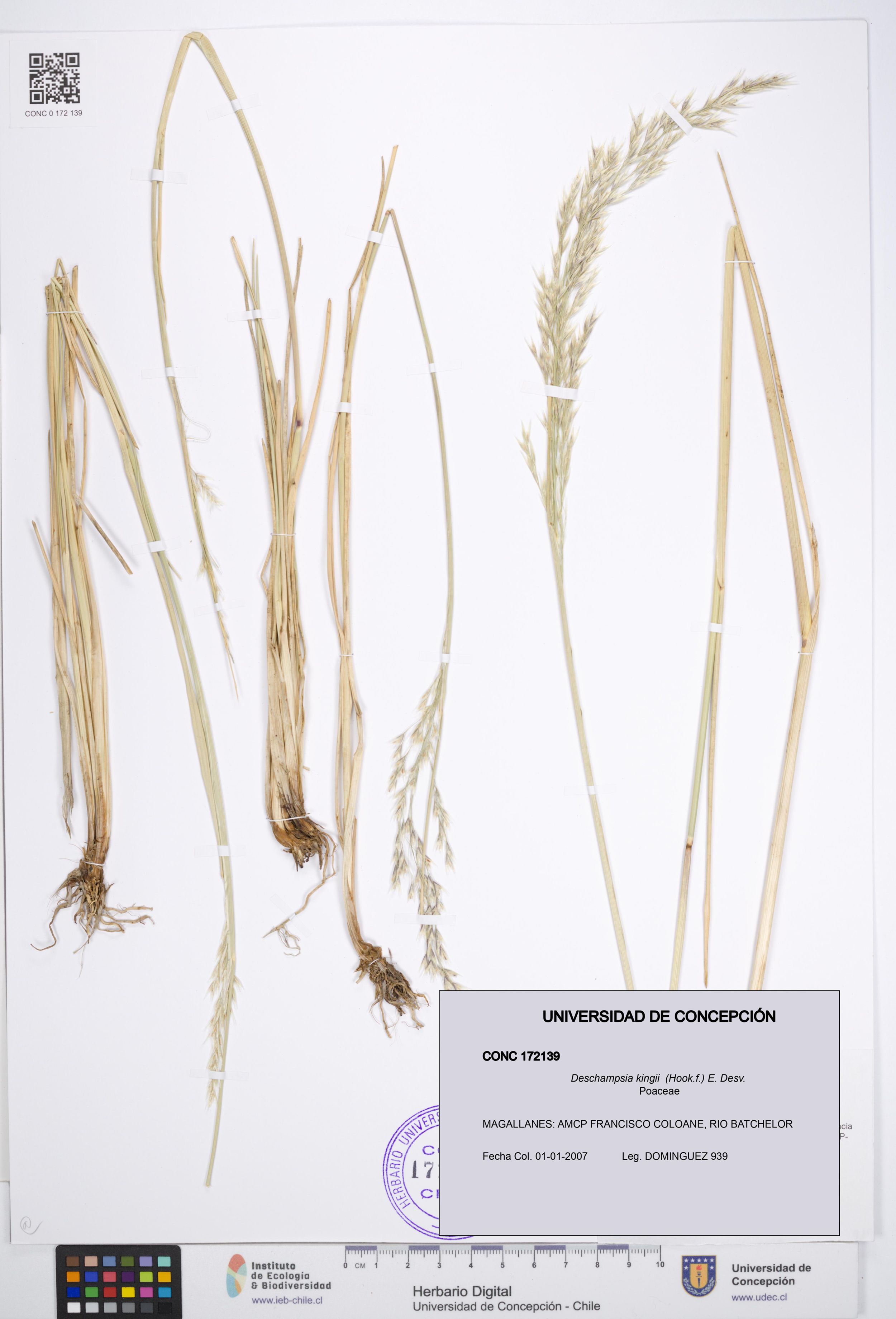 Deschampsia kingii [Espécimen: ]