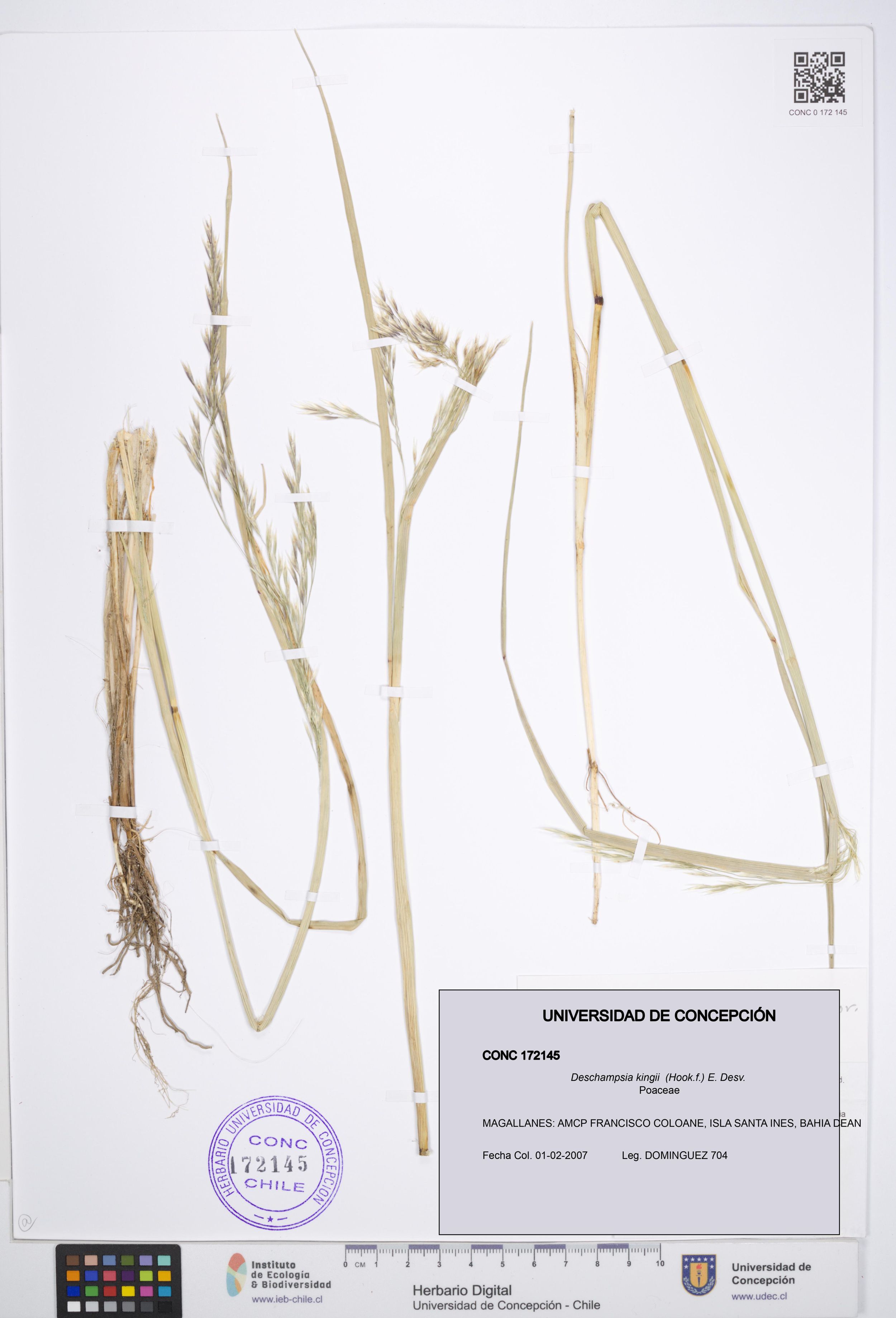 Deschampsia kingii [Espécimen: ]