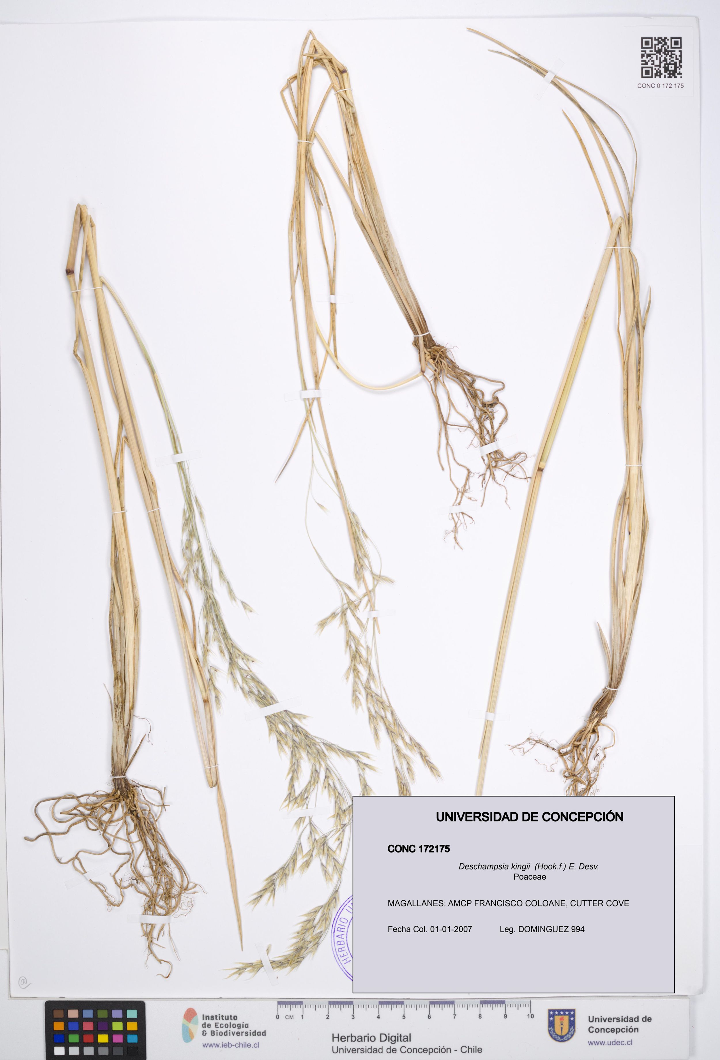 Deschampsia kingii [Espécimen: ]