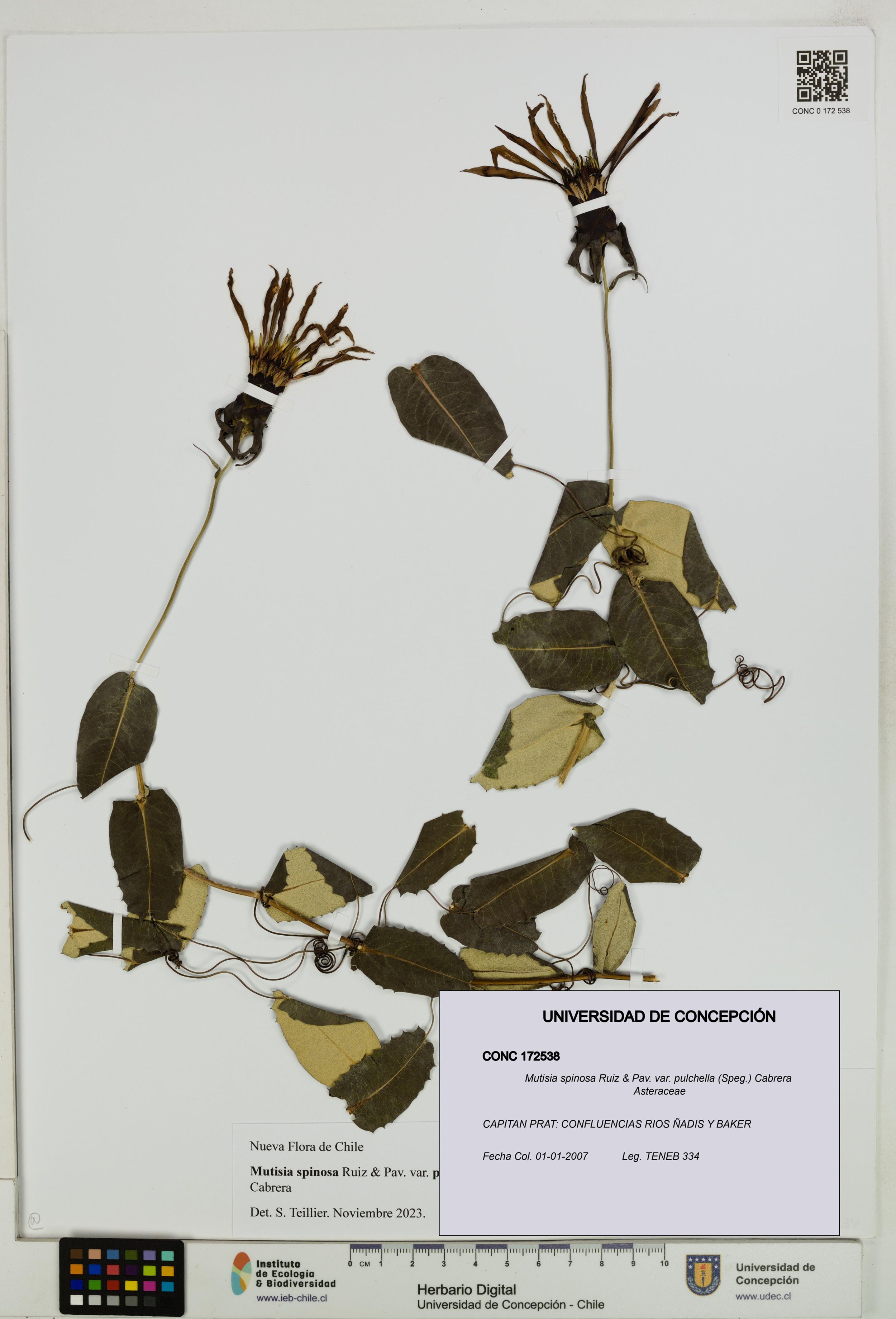Mutisia spinosa var. pulchella [Espécimen: ]