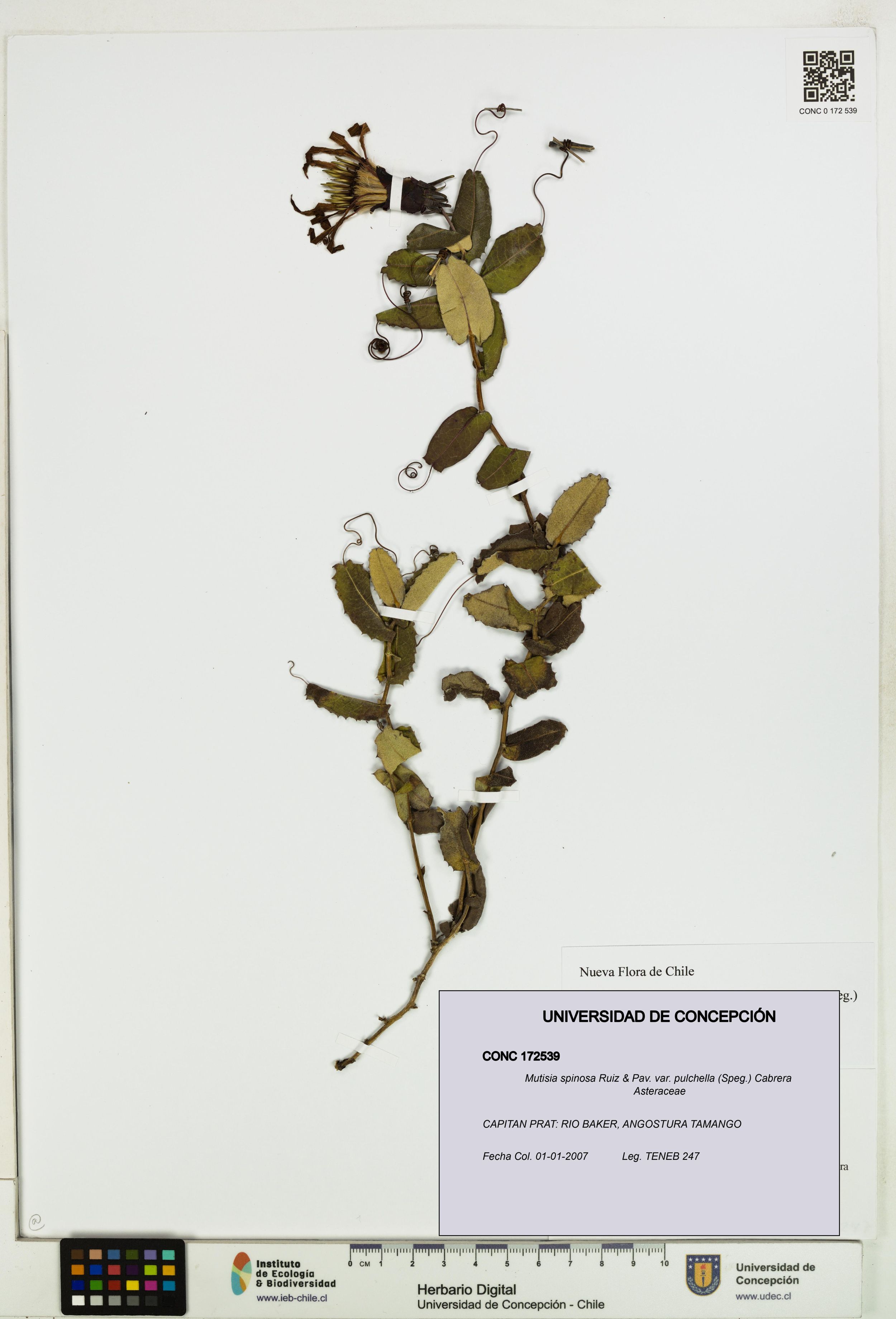 Mutisia spinosa var. pulchella [Espécimen: ]