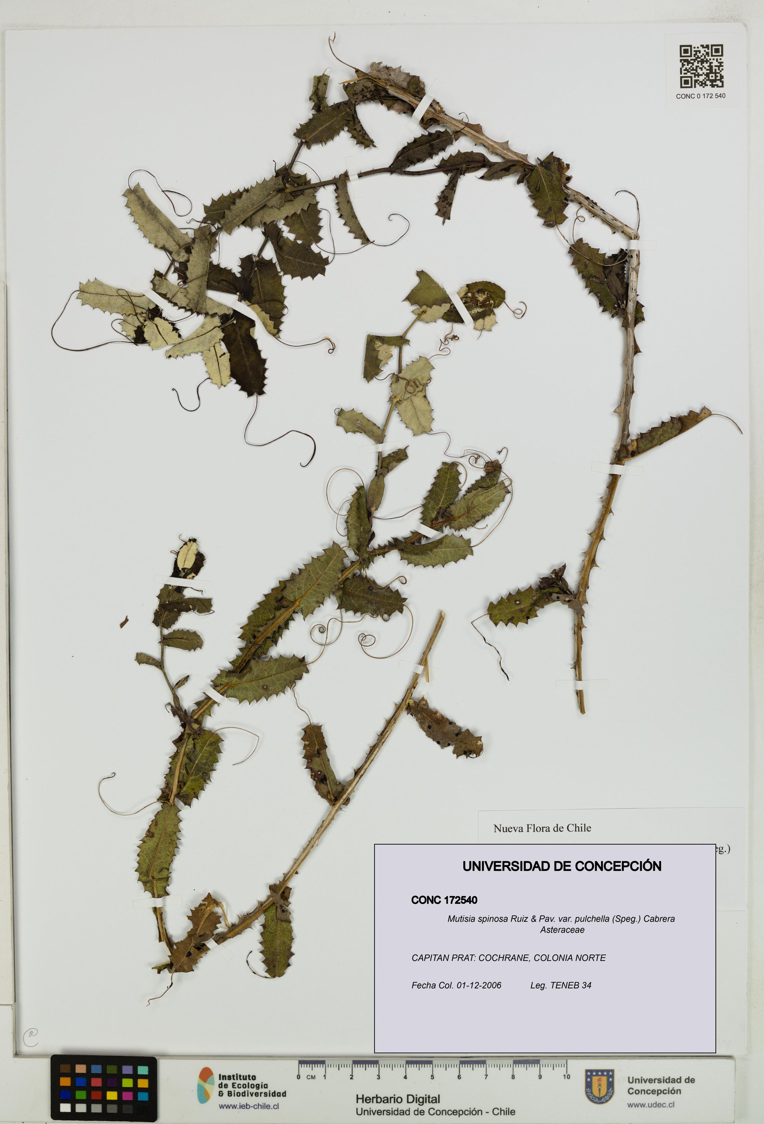 Mutisia spinosa var. pulchella [Espécimen: ]