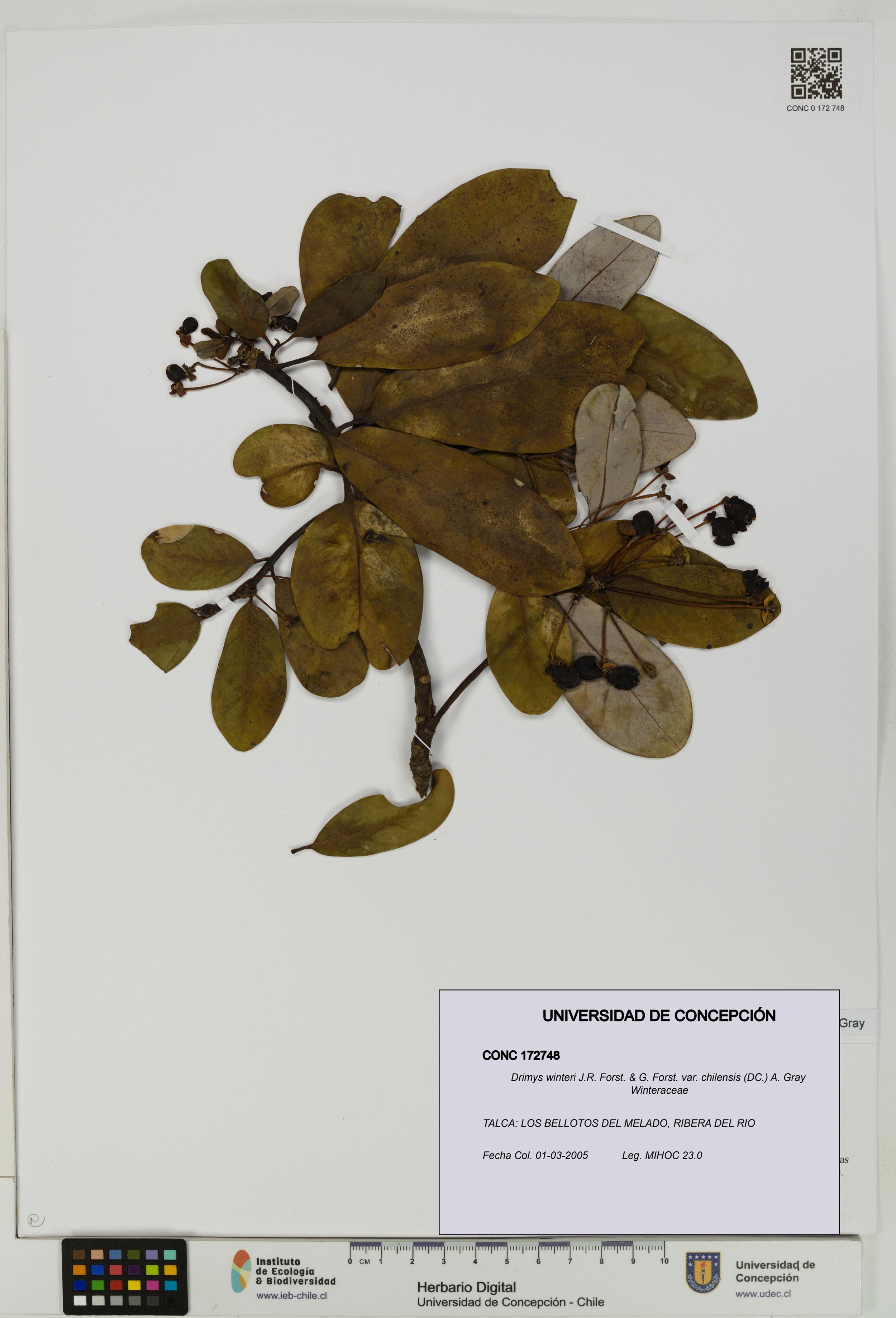 Drimys winteri var. chilensis [Espécimen: ]