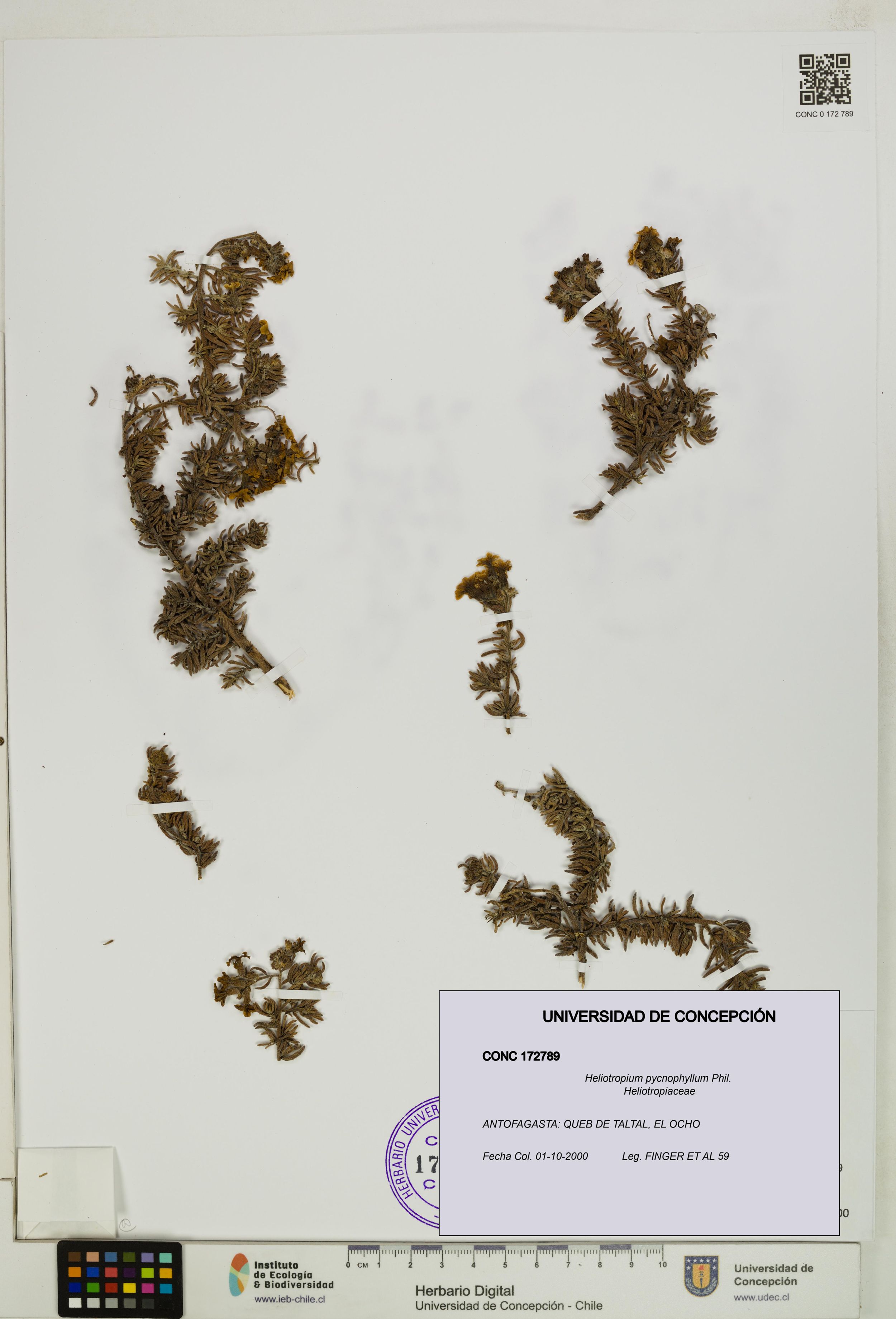 Heliotropium pycnophyllum [Espécimen: ]