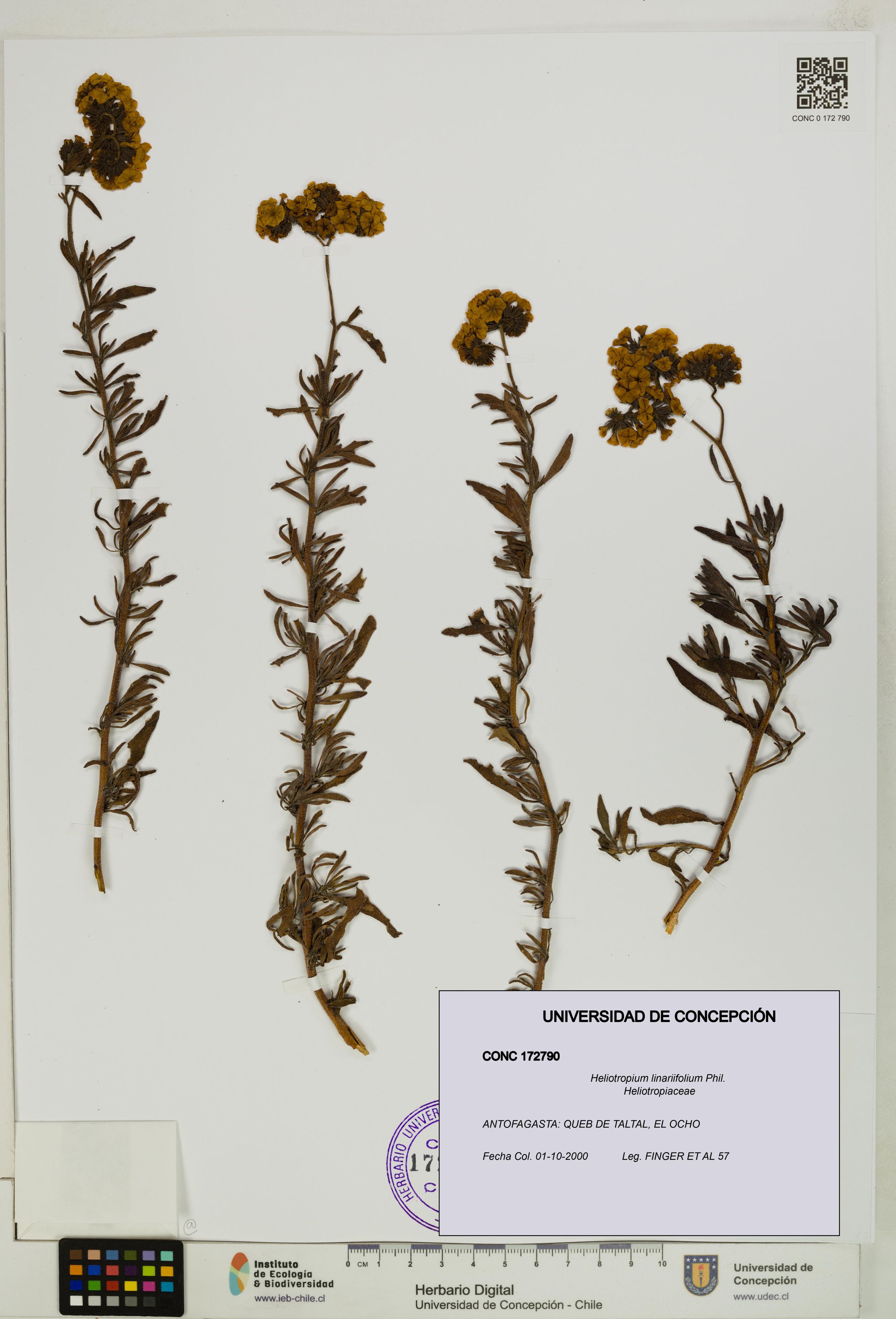 Heliotropium linariifolium [Espécimen: ]