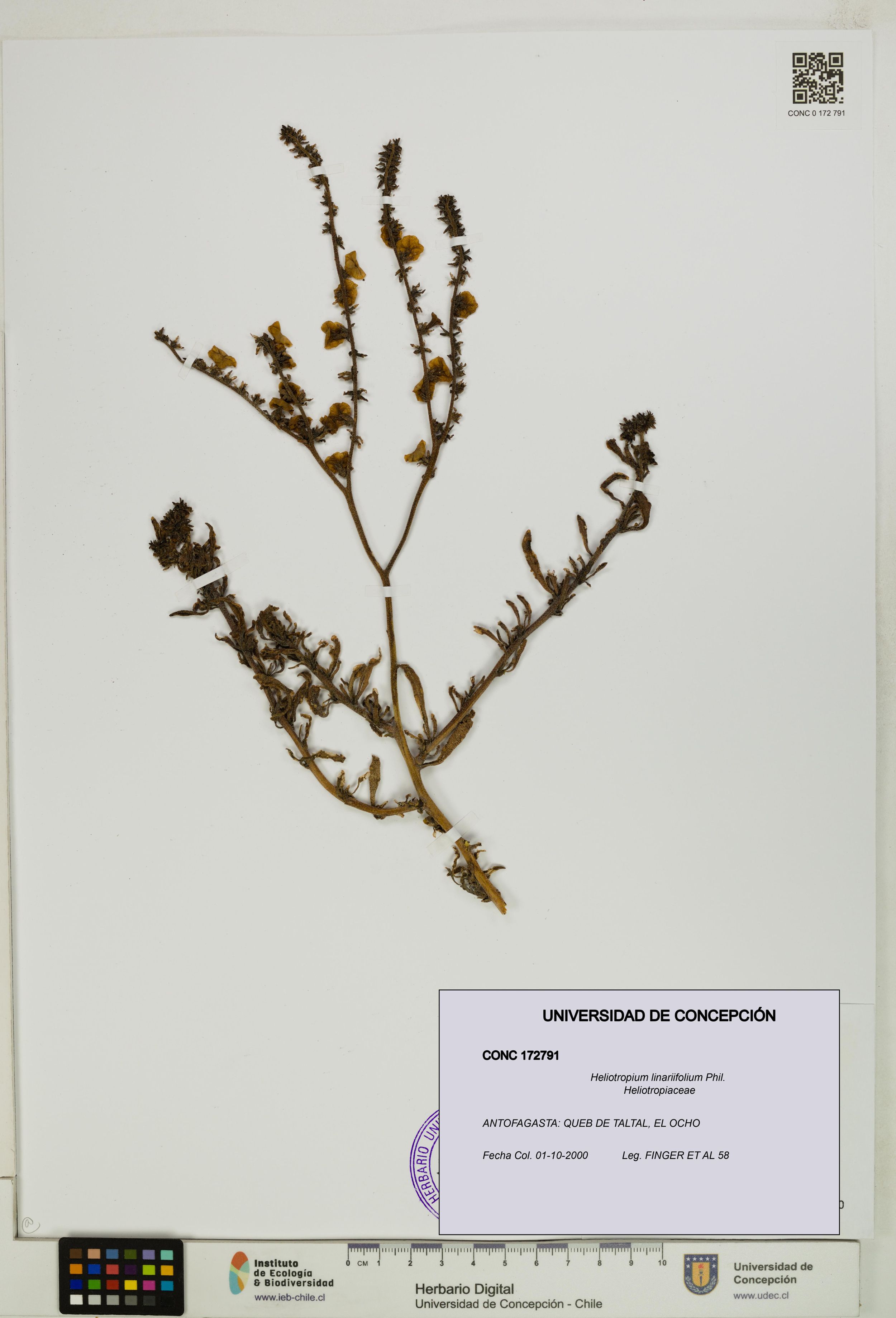 Heliotropium linariifolium [Espécimen: ]
