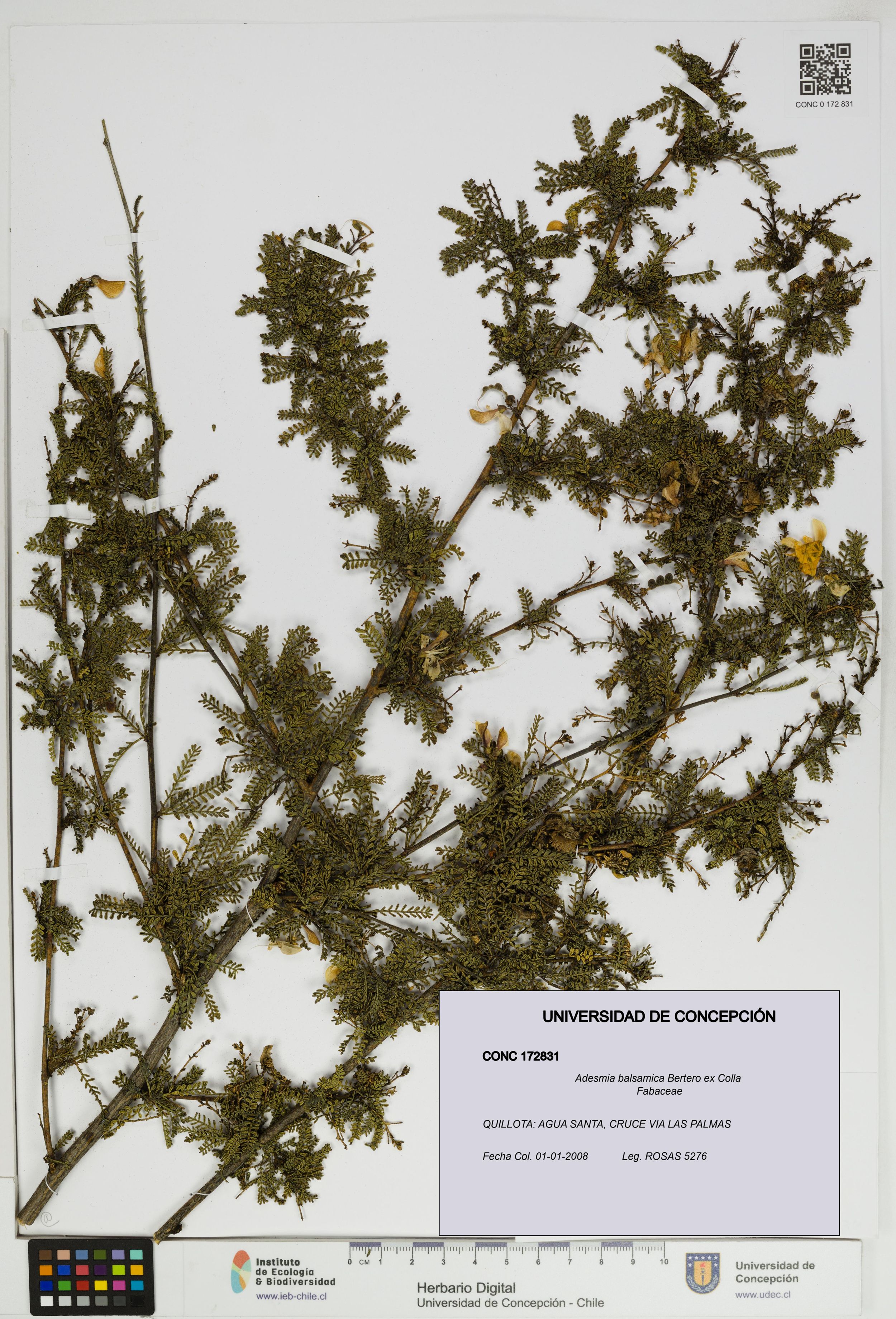 Adesmia balsamica [Espécimen: ]