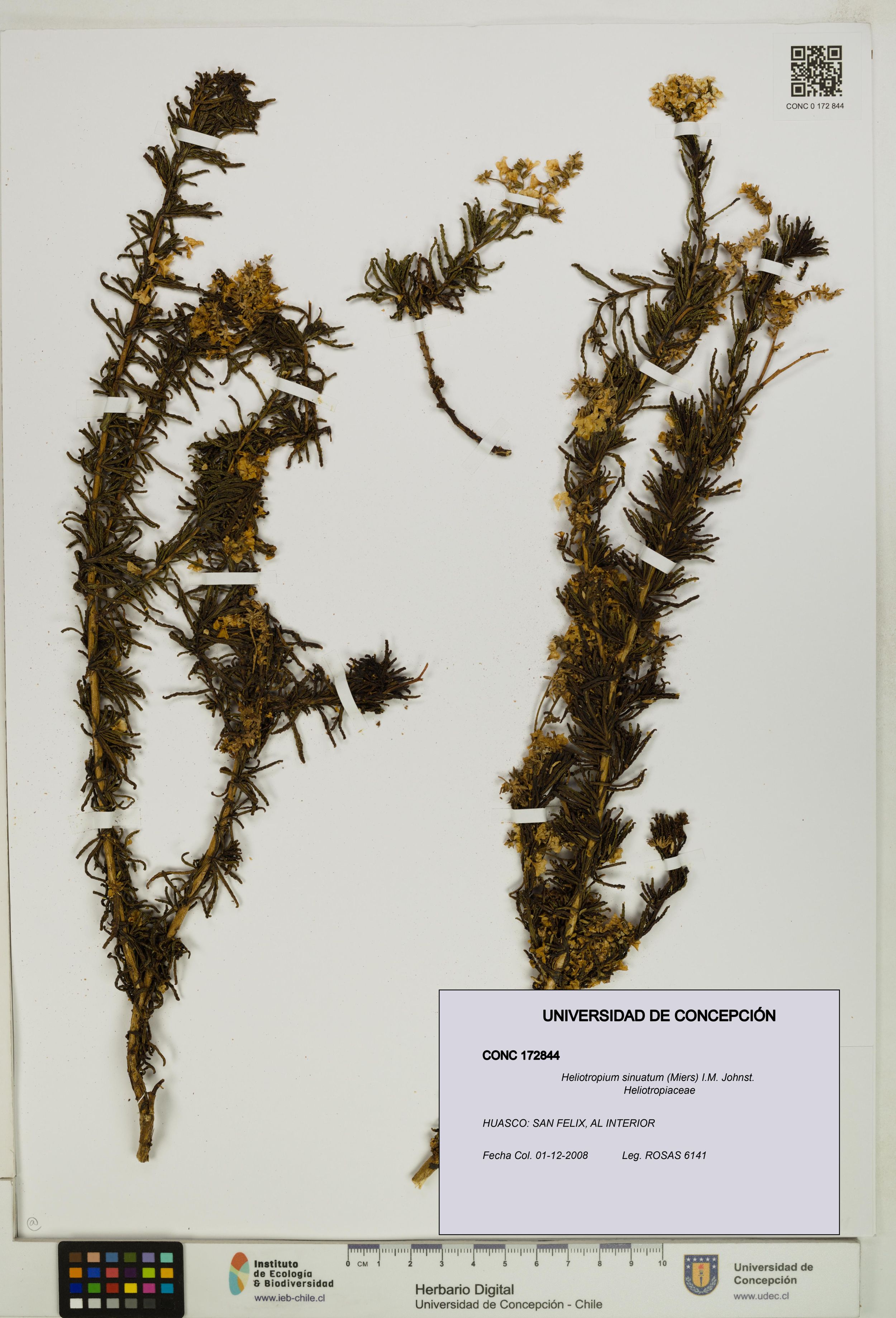 Heliotropium sinuatum [Espécimen: ]