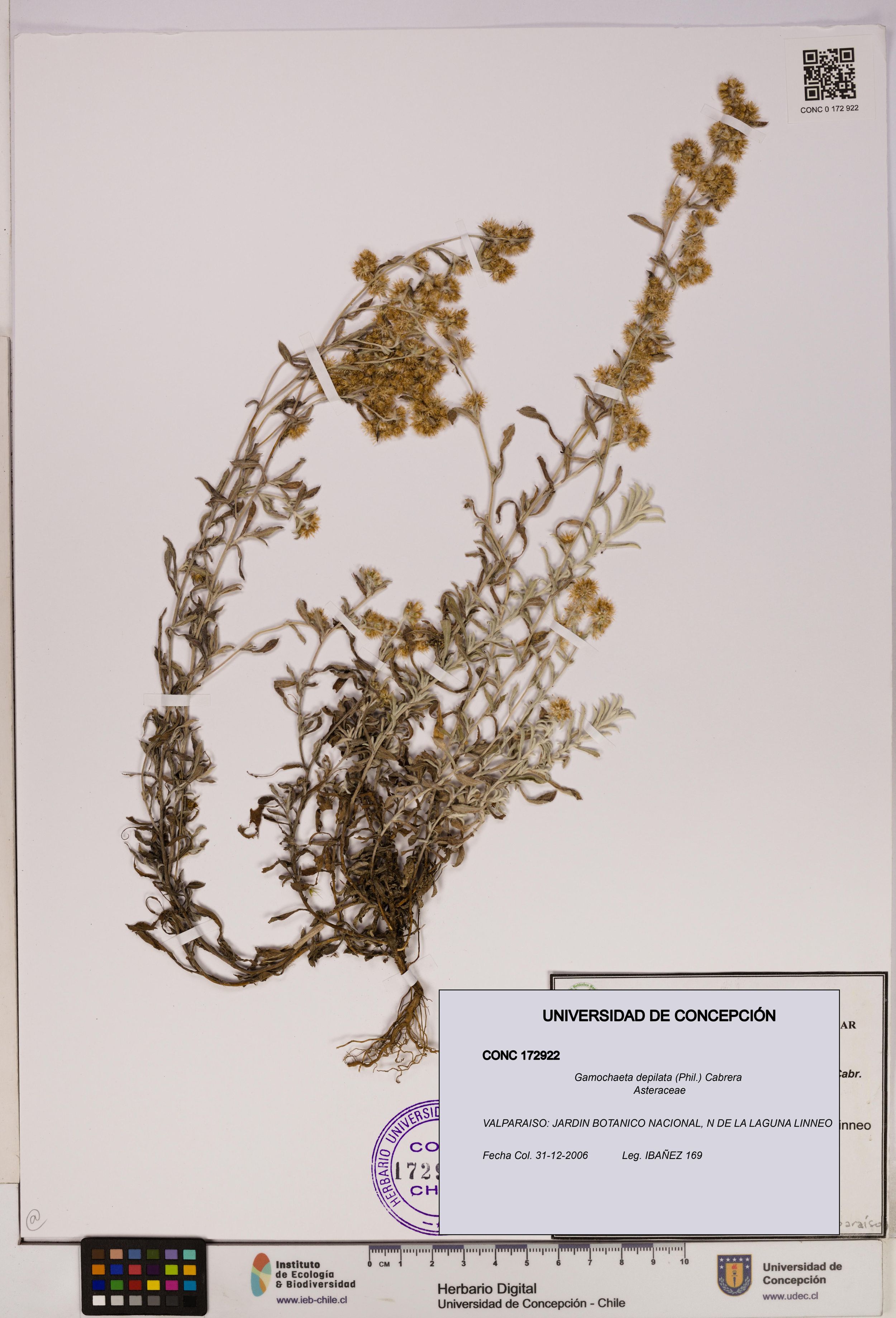 Gamochaeta depilata [Espécimen: ]