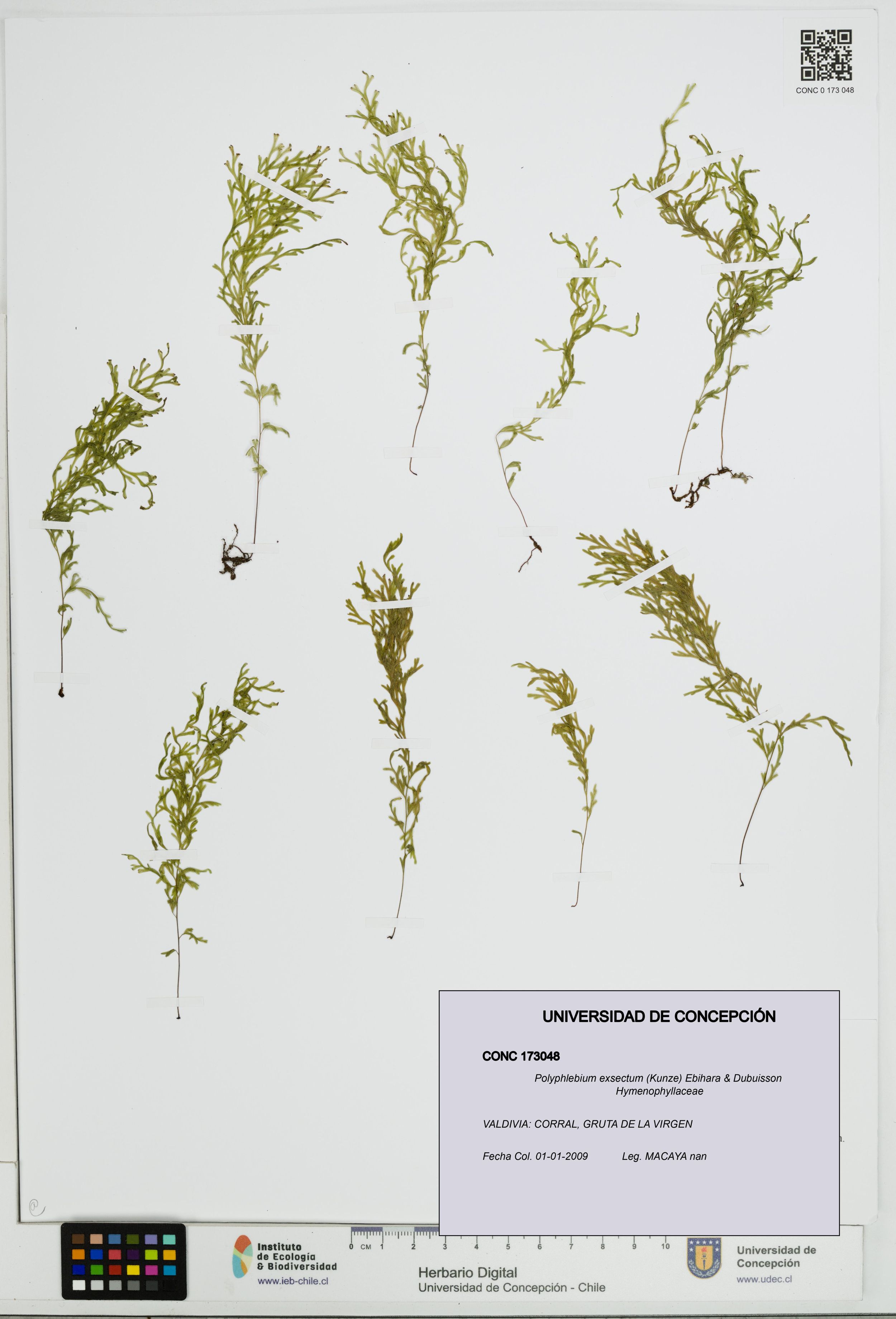 Polyphlebium exsectum [Espécimen: ]