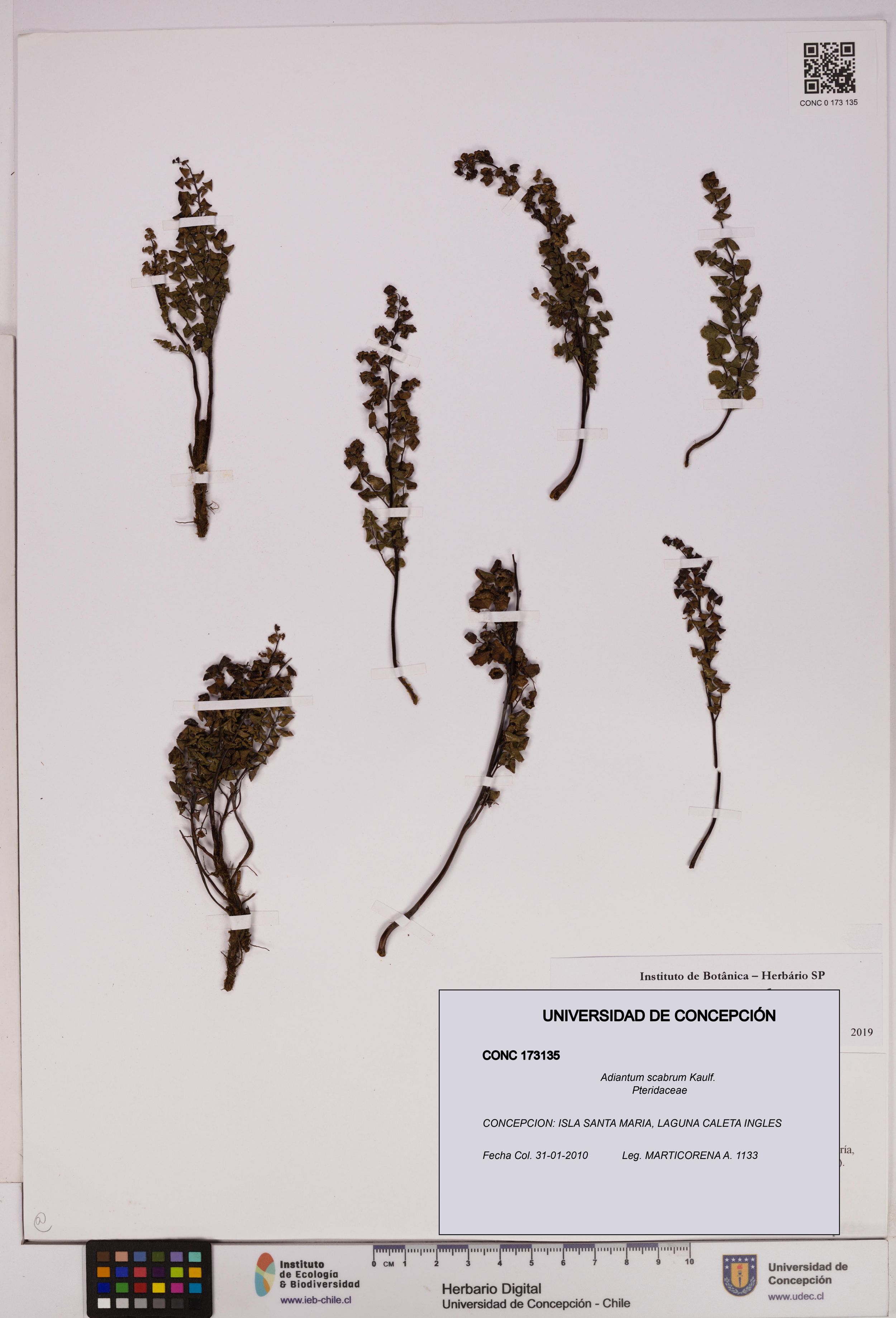 Adiantum scabrum [Espécimen: ]