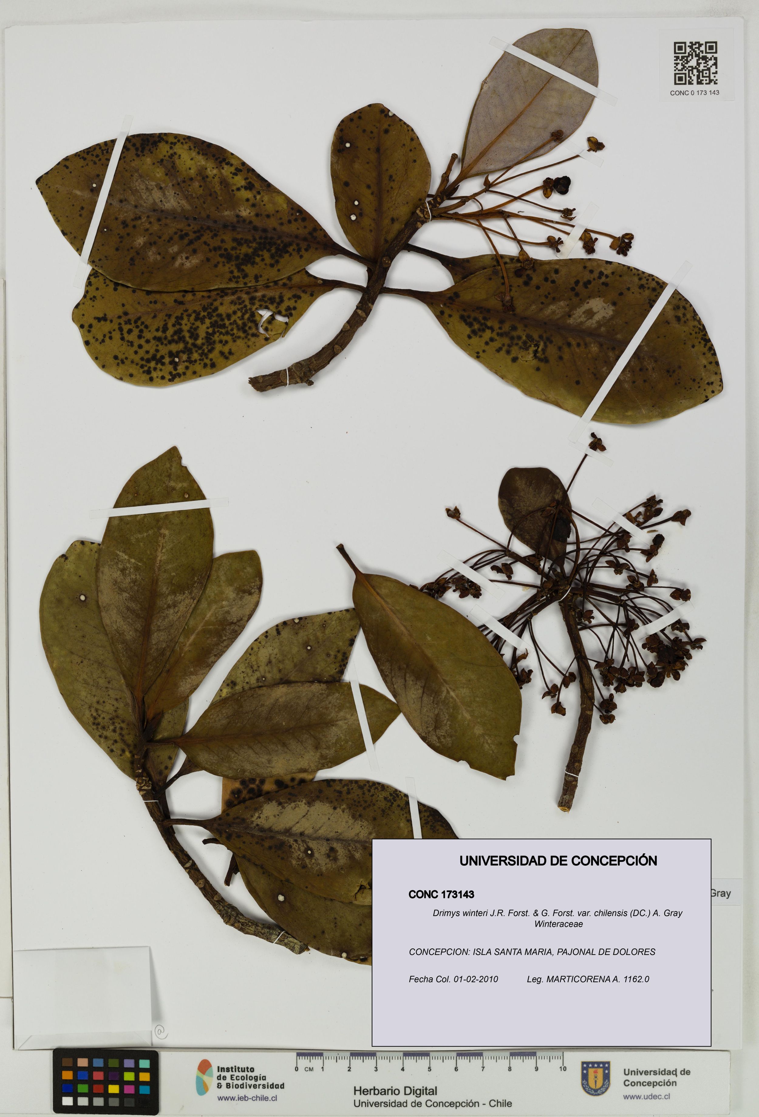 Drimys winteri var. chilensis [Espécimen: ]