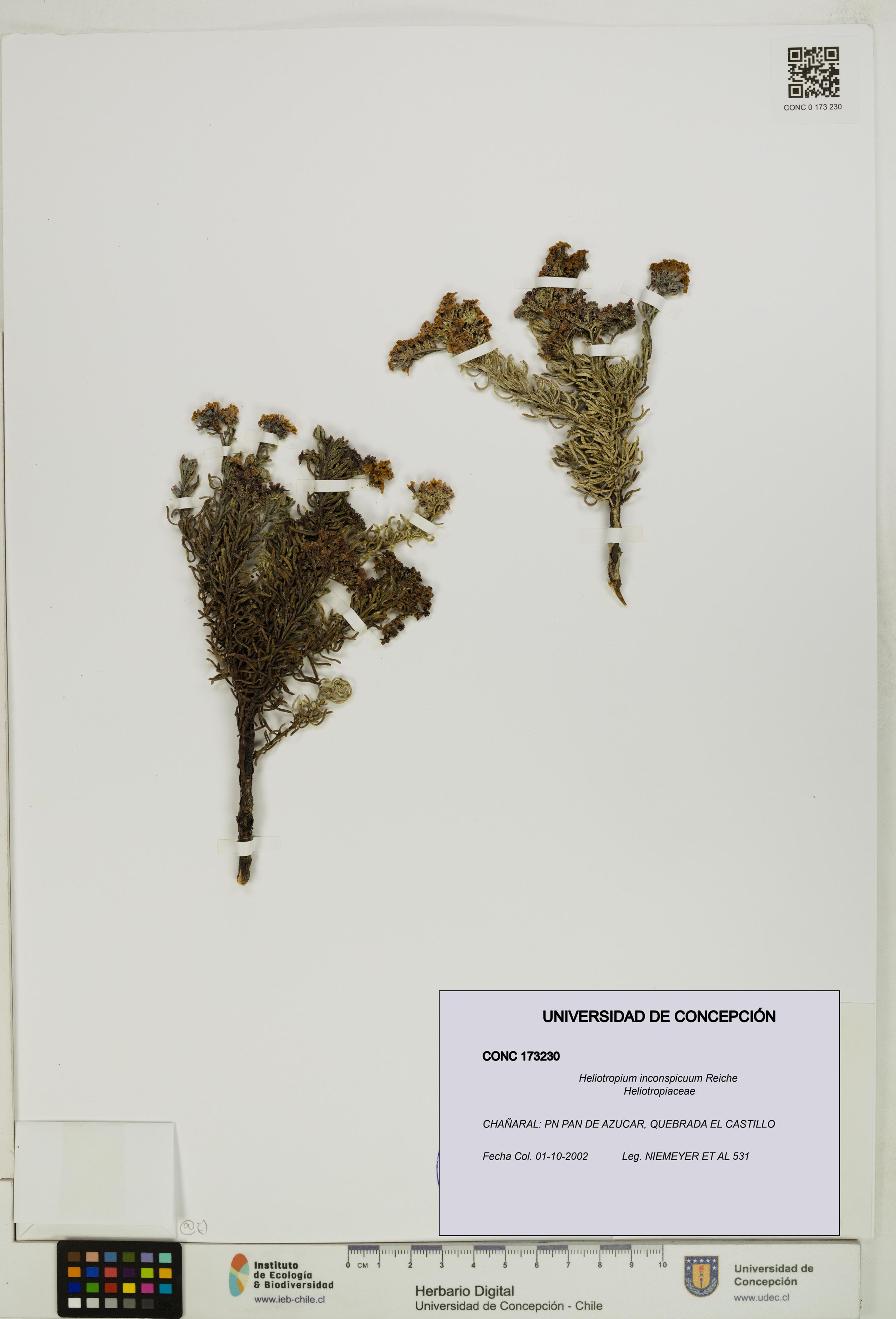 Heliotropium inconspicuum [Espécimen: ]