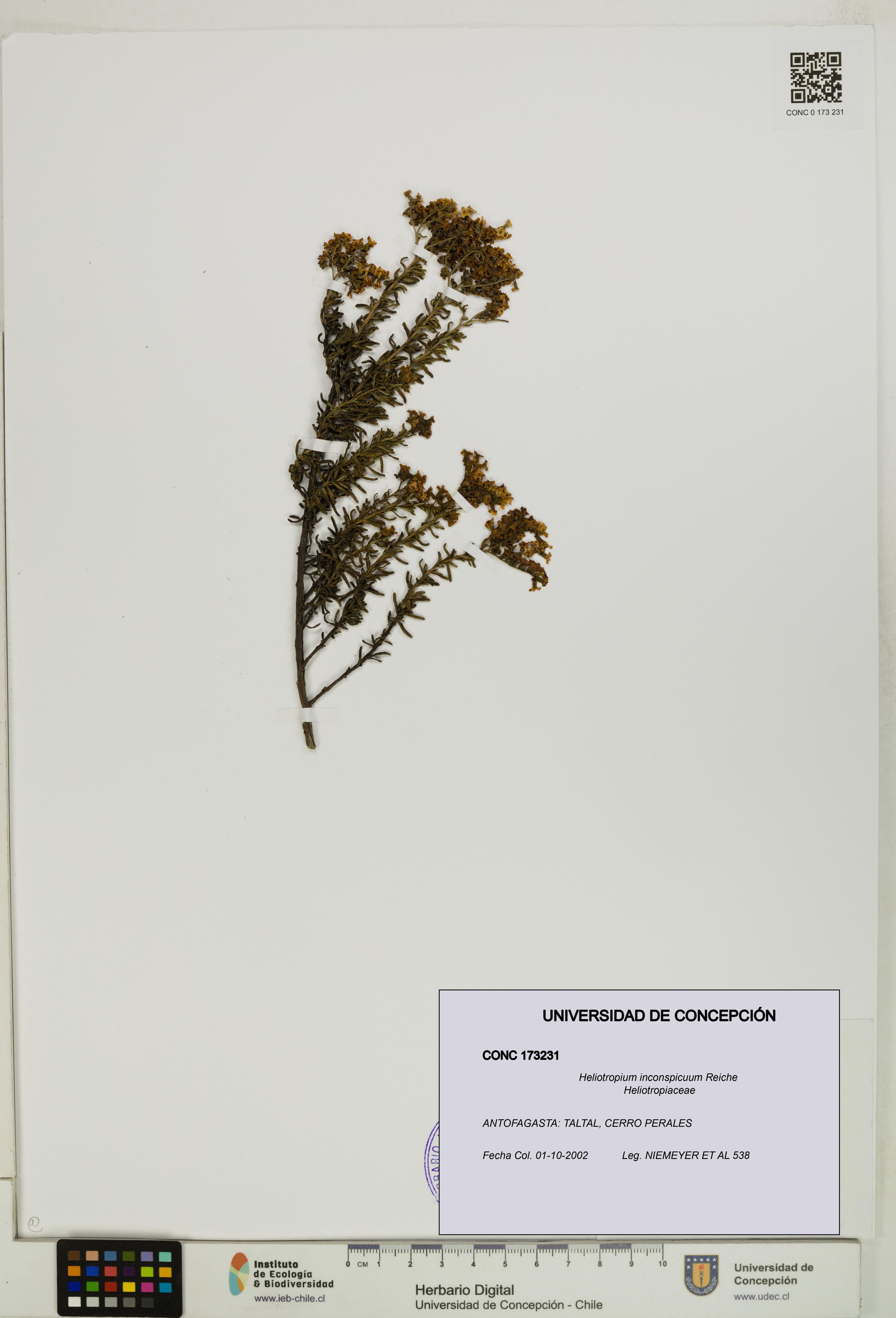 Heliotropium inconspicuum [Espécimen: ]