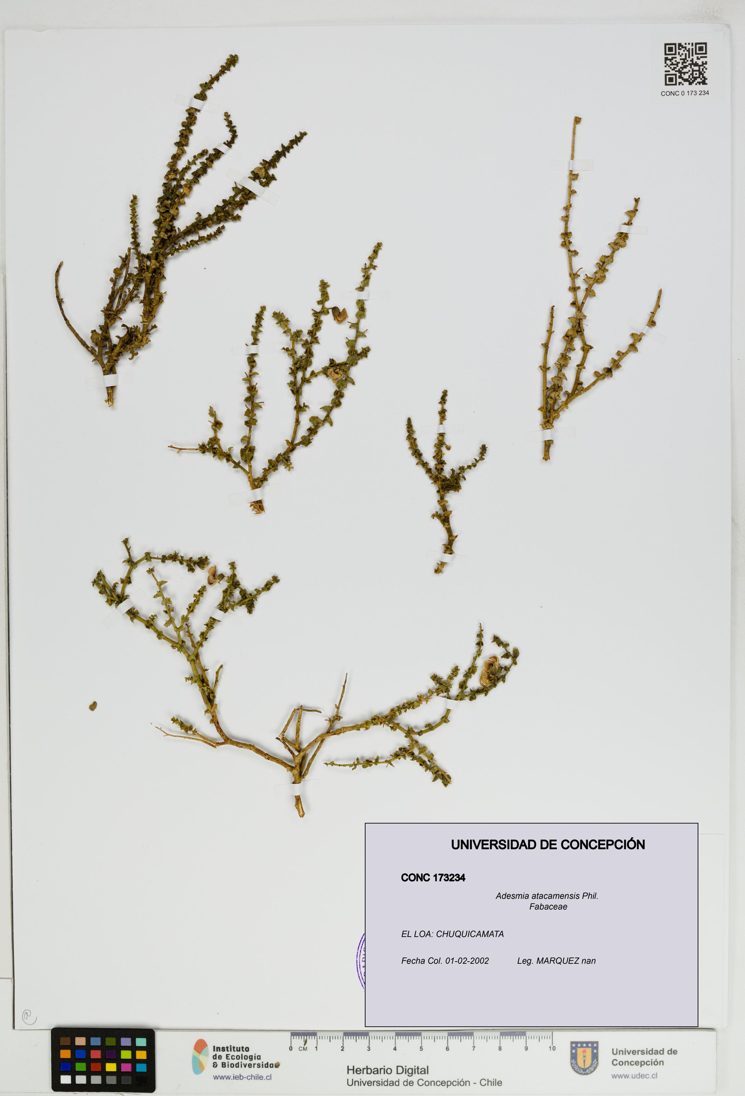 Adesmia atacamensis [Espécimen: ]