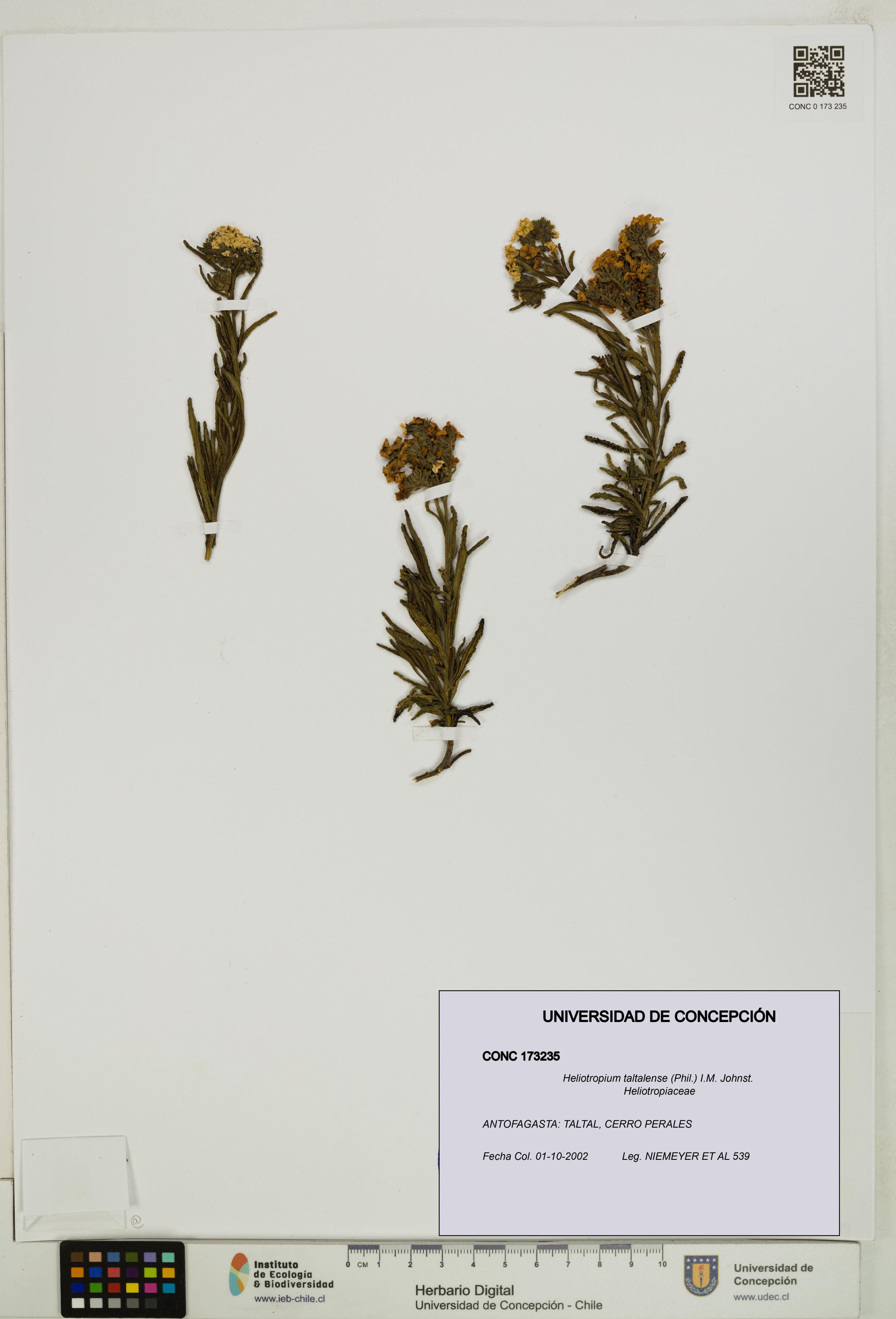 Heliotropium taltalense [Espécimen: ]