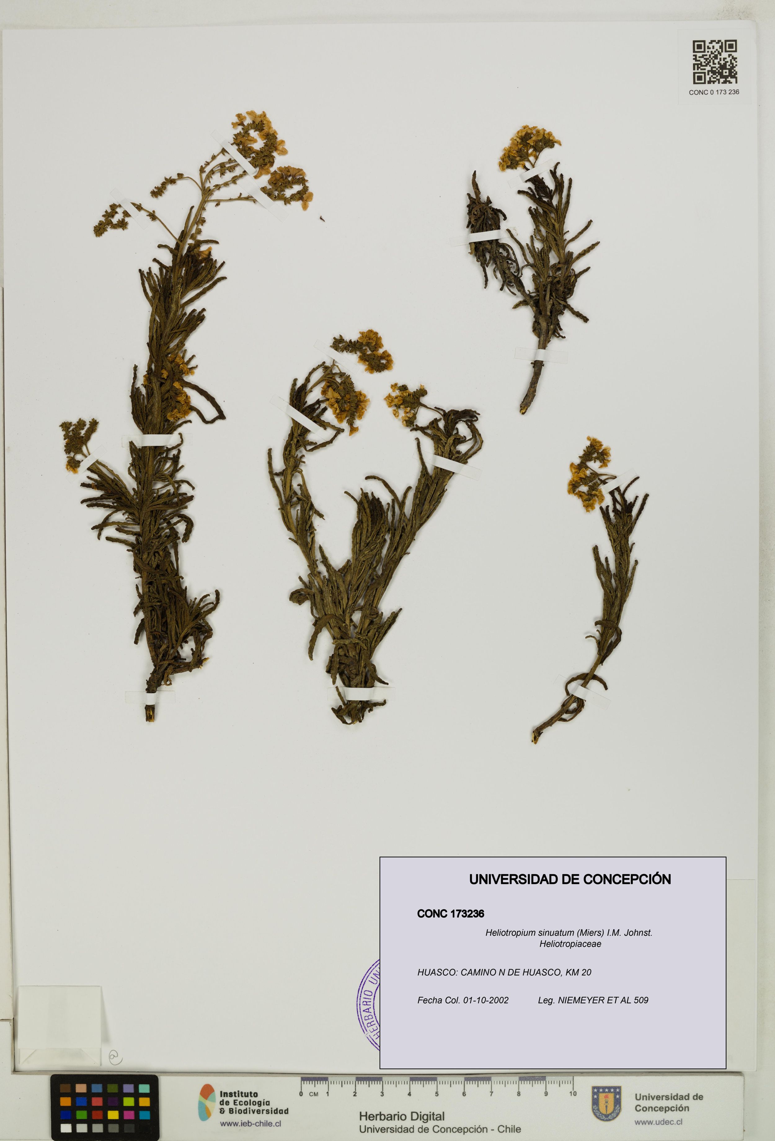 Heliotropium sinuatum [Espécimen: ]