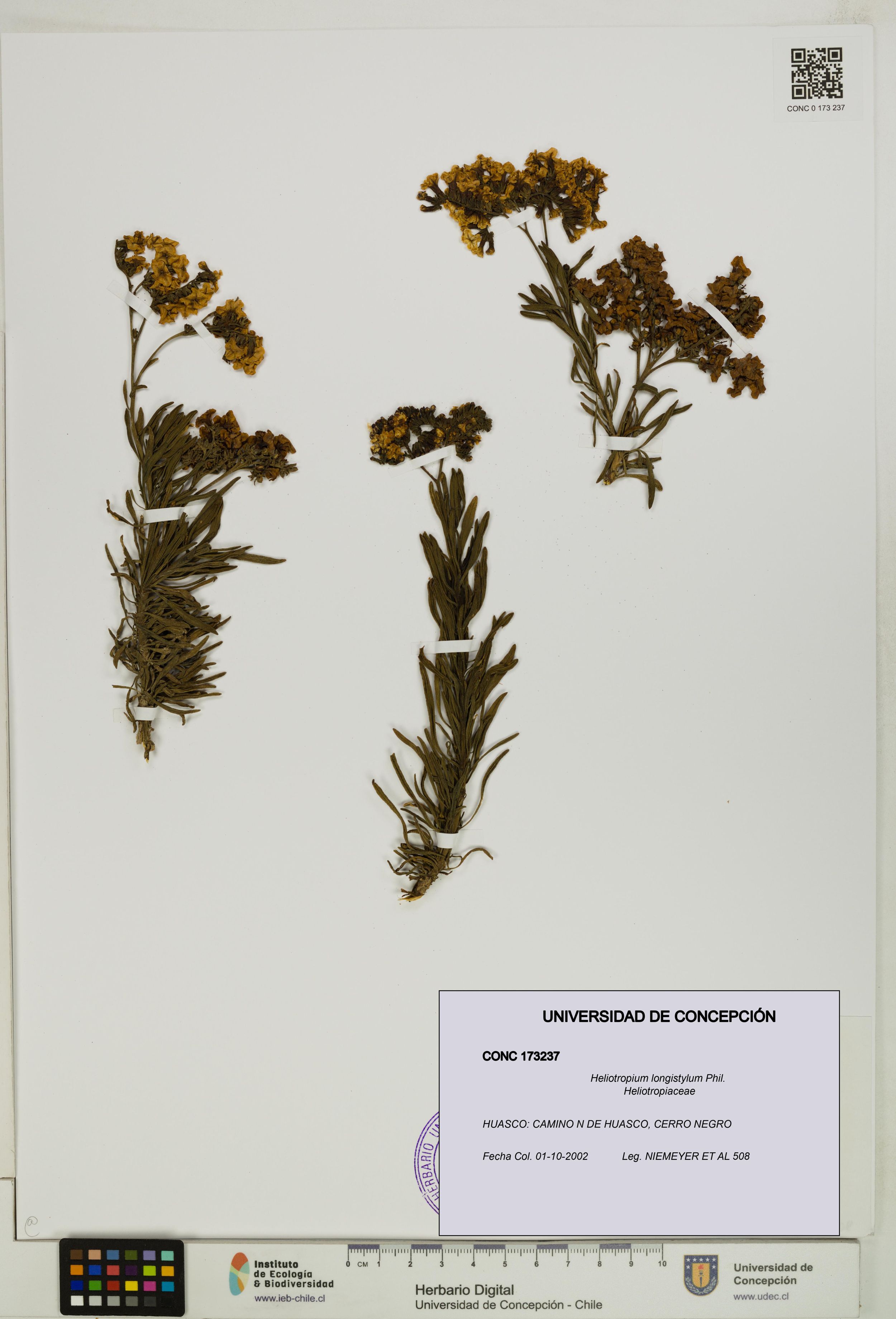 Heliotropium longistylum [Espécimen: ]