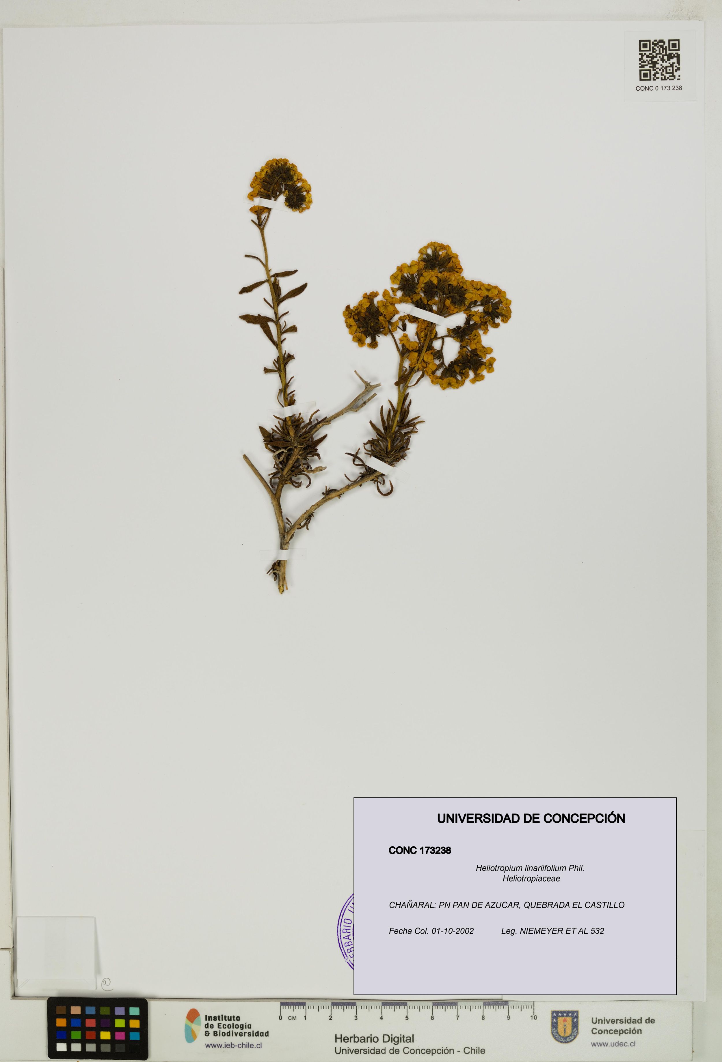 Heliotropium linariifolium [Espécimen: ]