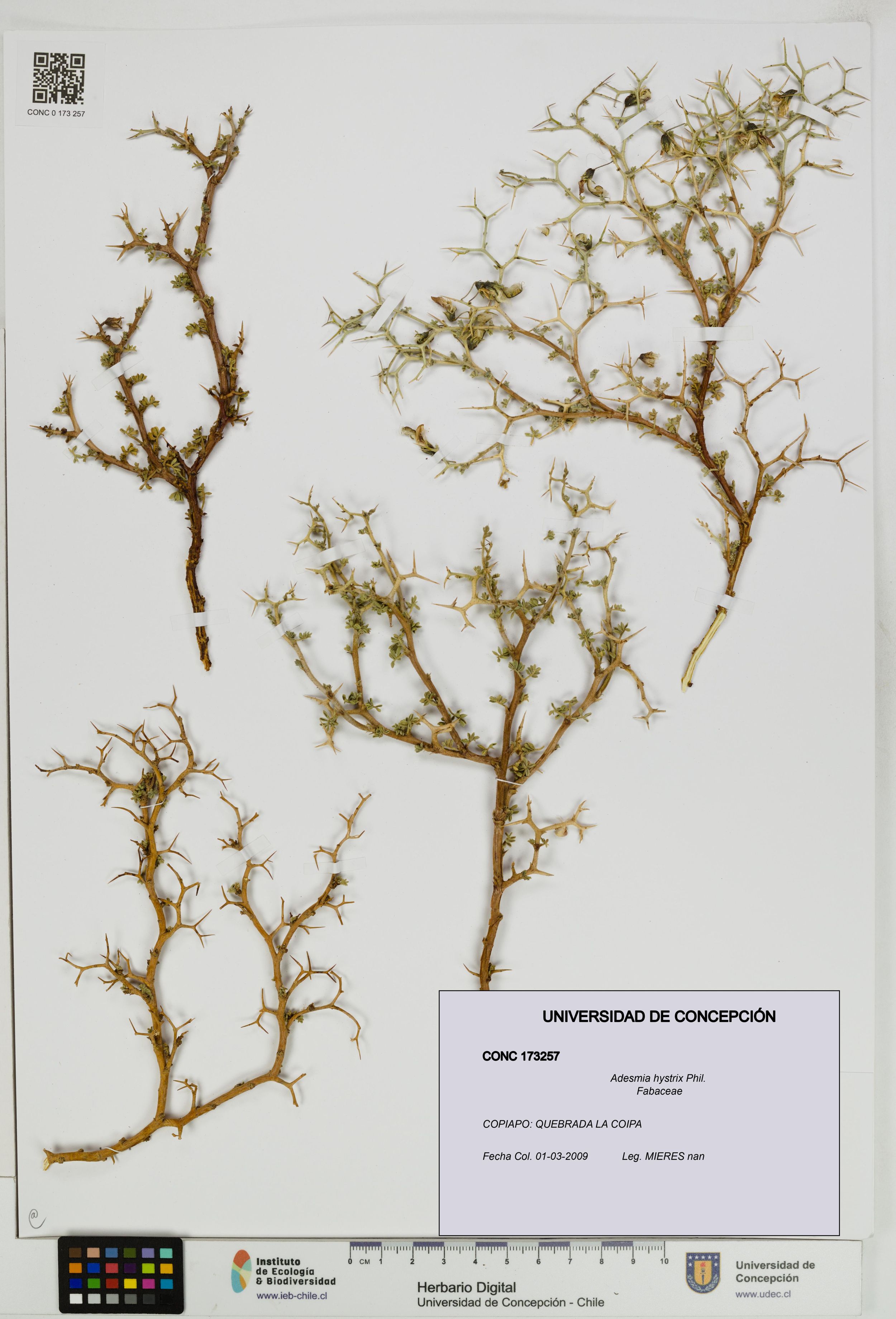 Adesmia hystrix [Espécimen: ]
