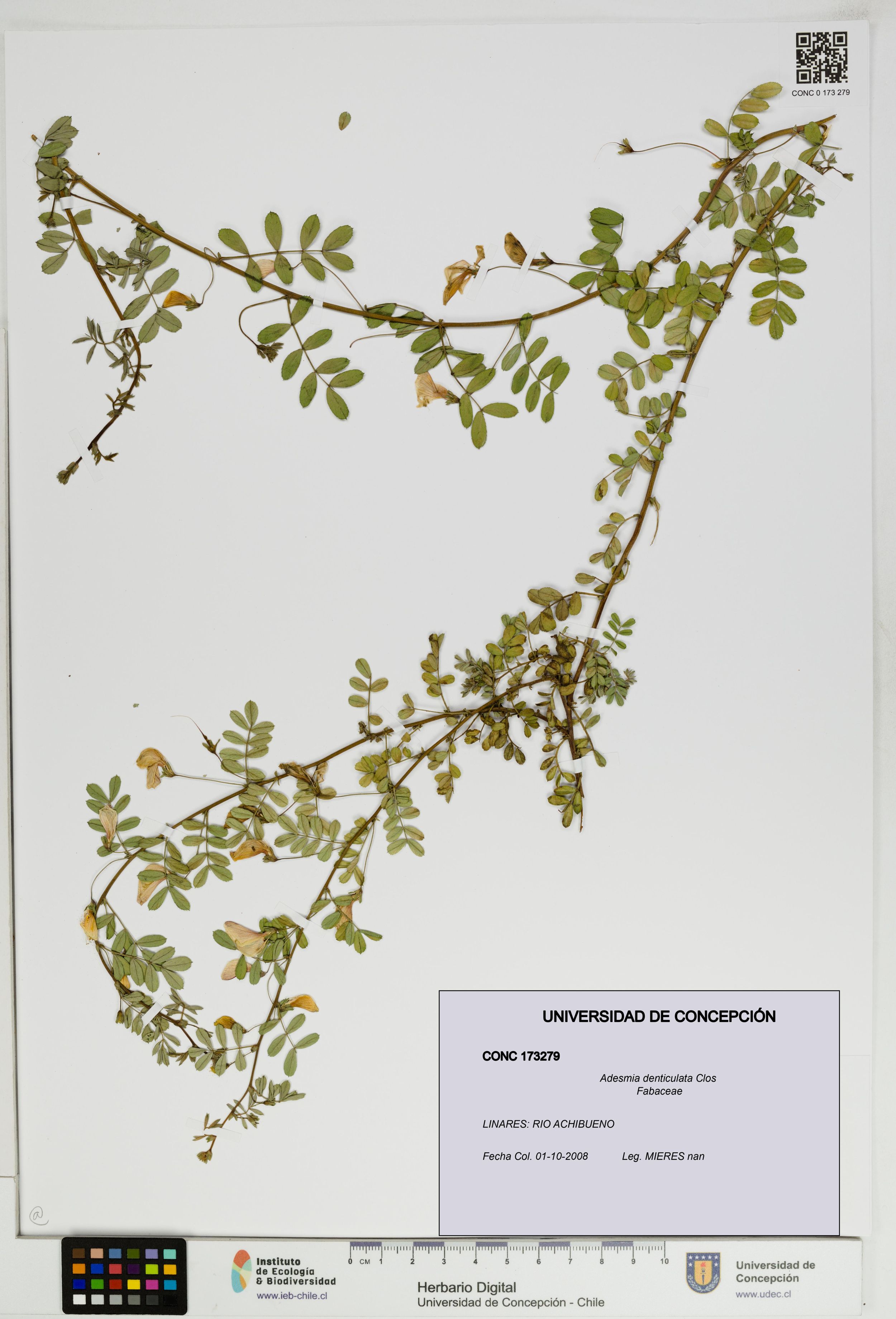 Adesmia denticulata [Espécimen: ]