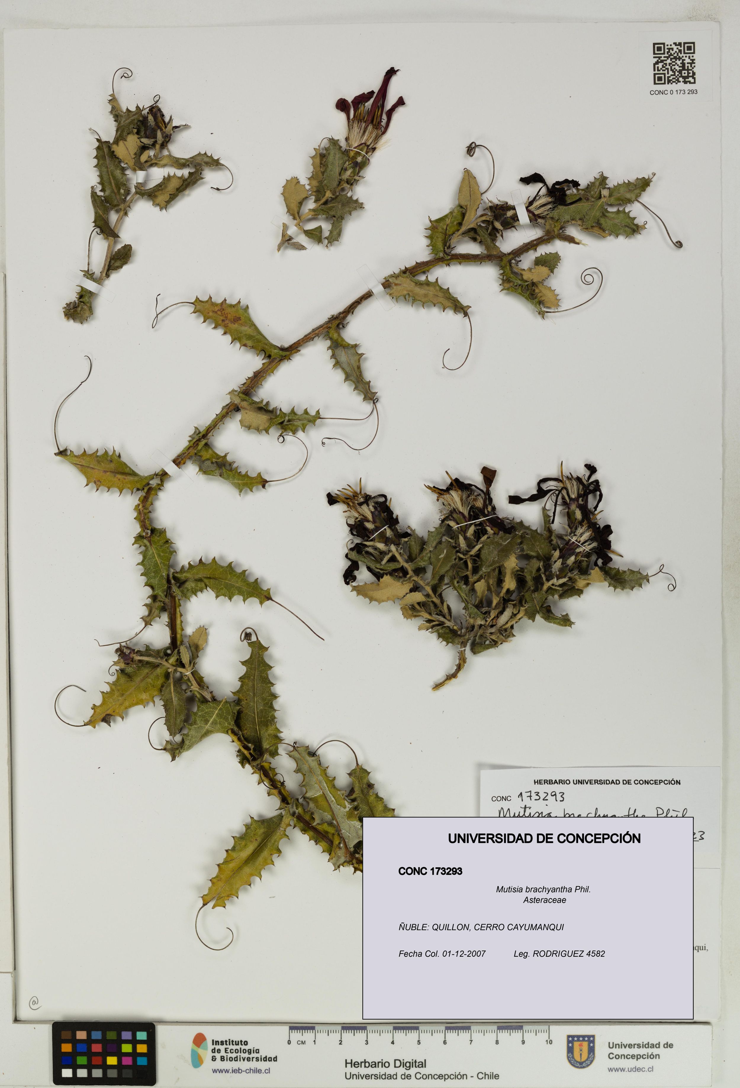 Mutisia brachyantha [Espécimen: ]
