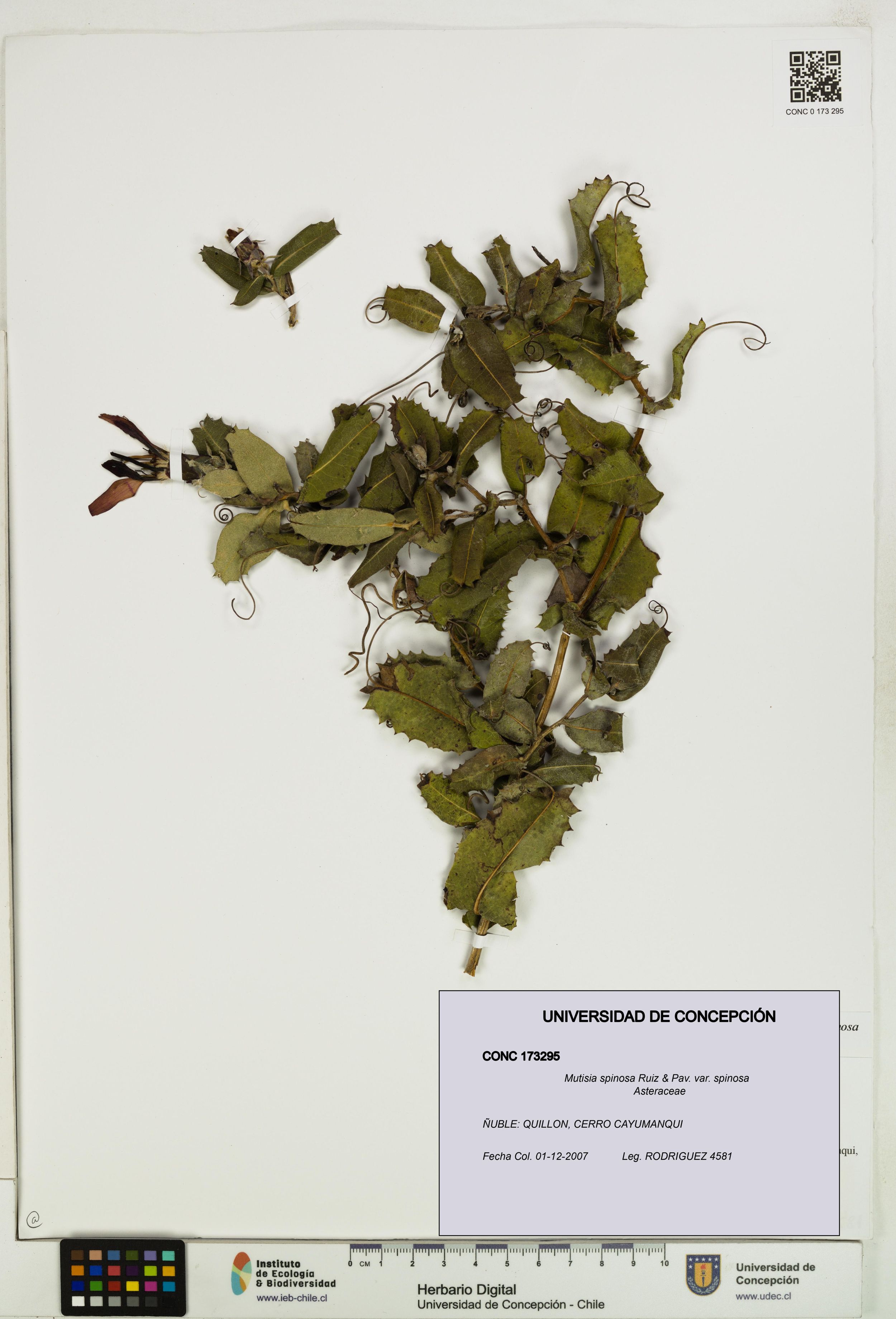 Mutisia spinosa var. spinosa [Espécimen: ]