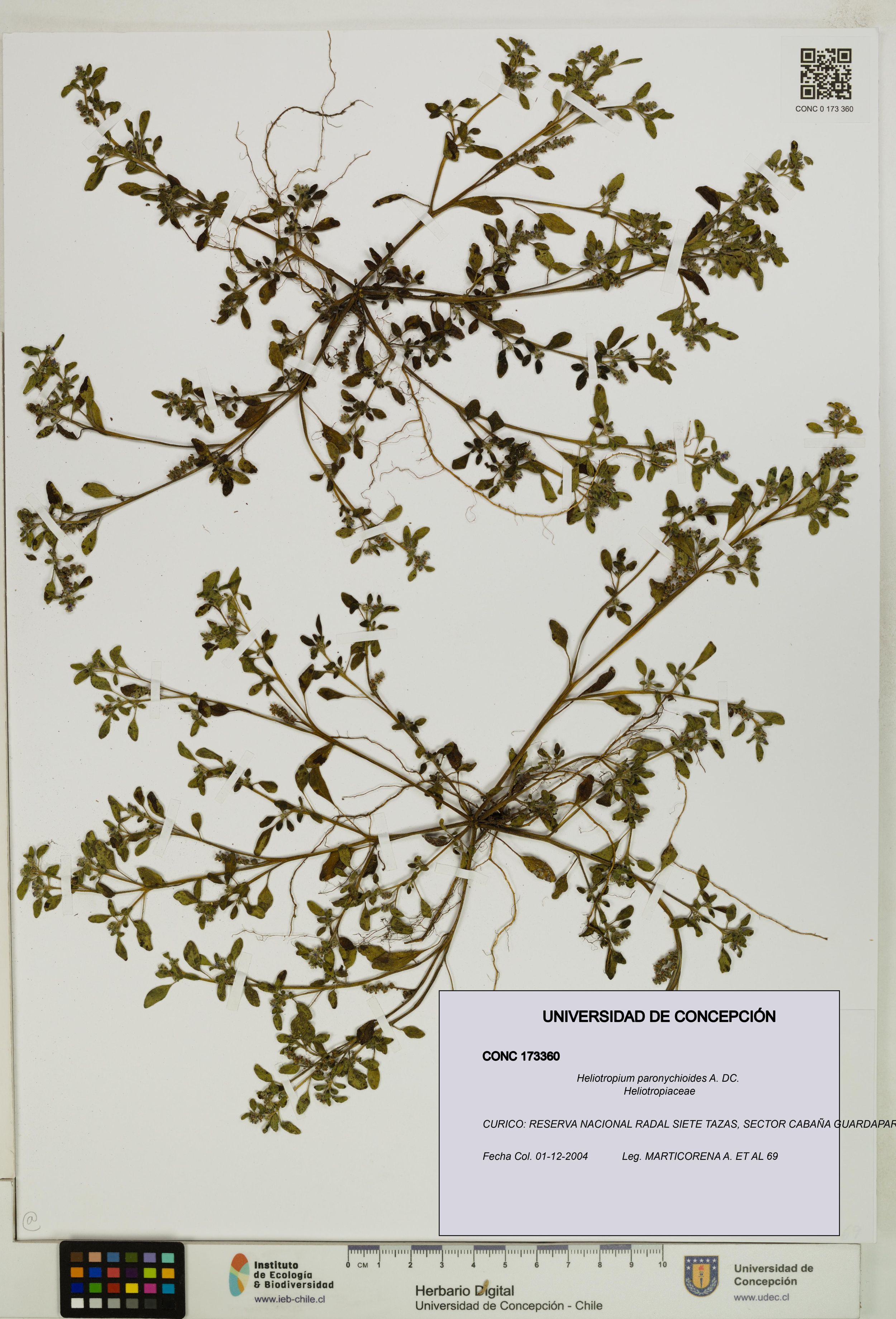 Heliotropium paronychioides [Espécimen: ]