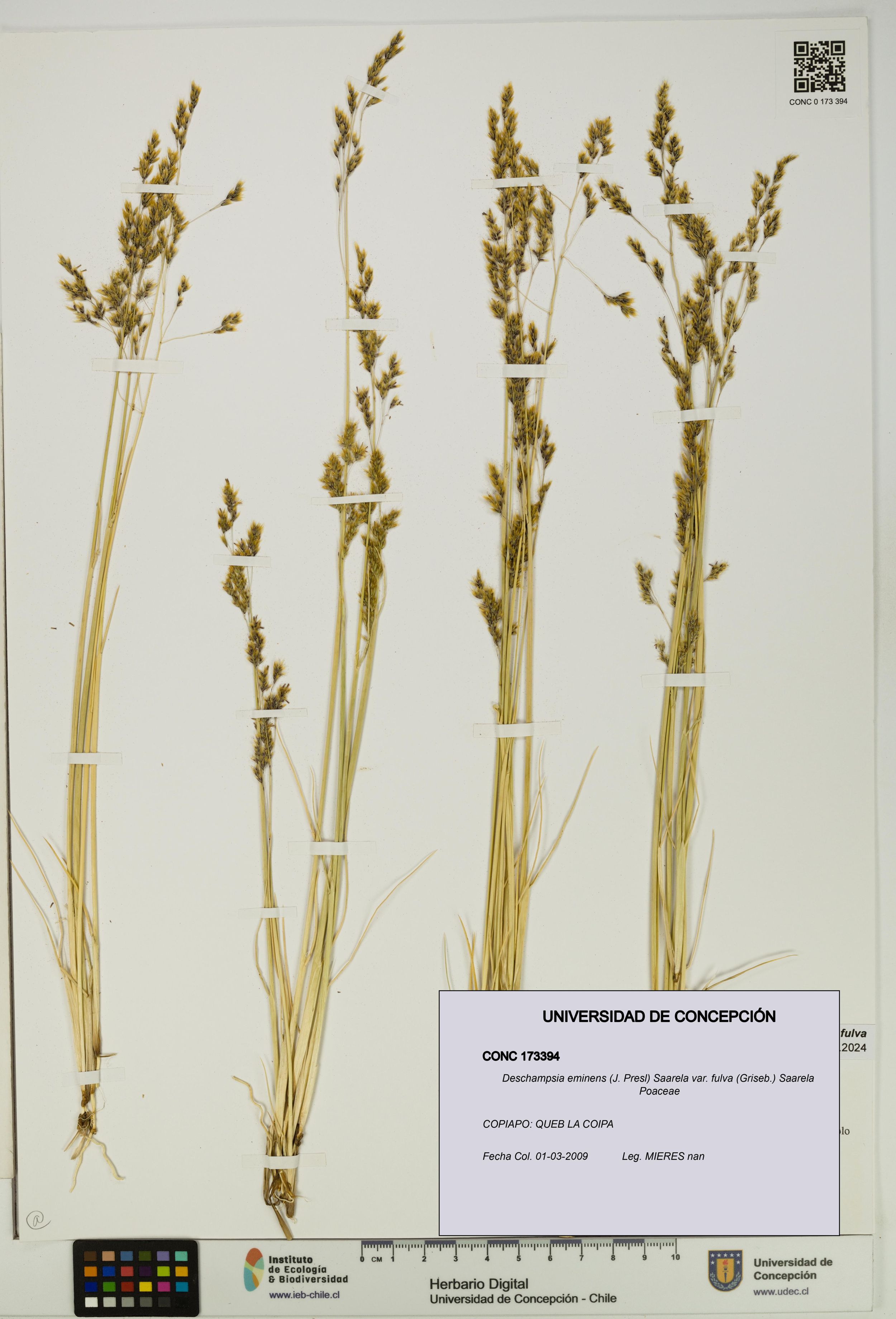 Deschampsia eminens [Espécimen: ]