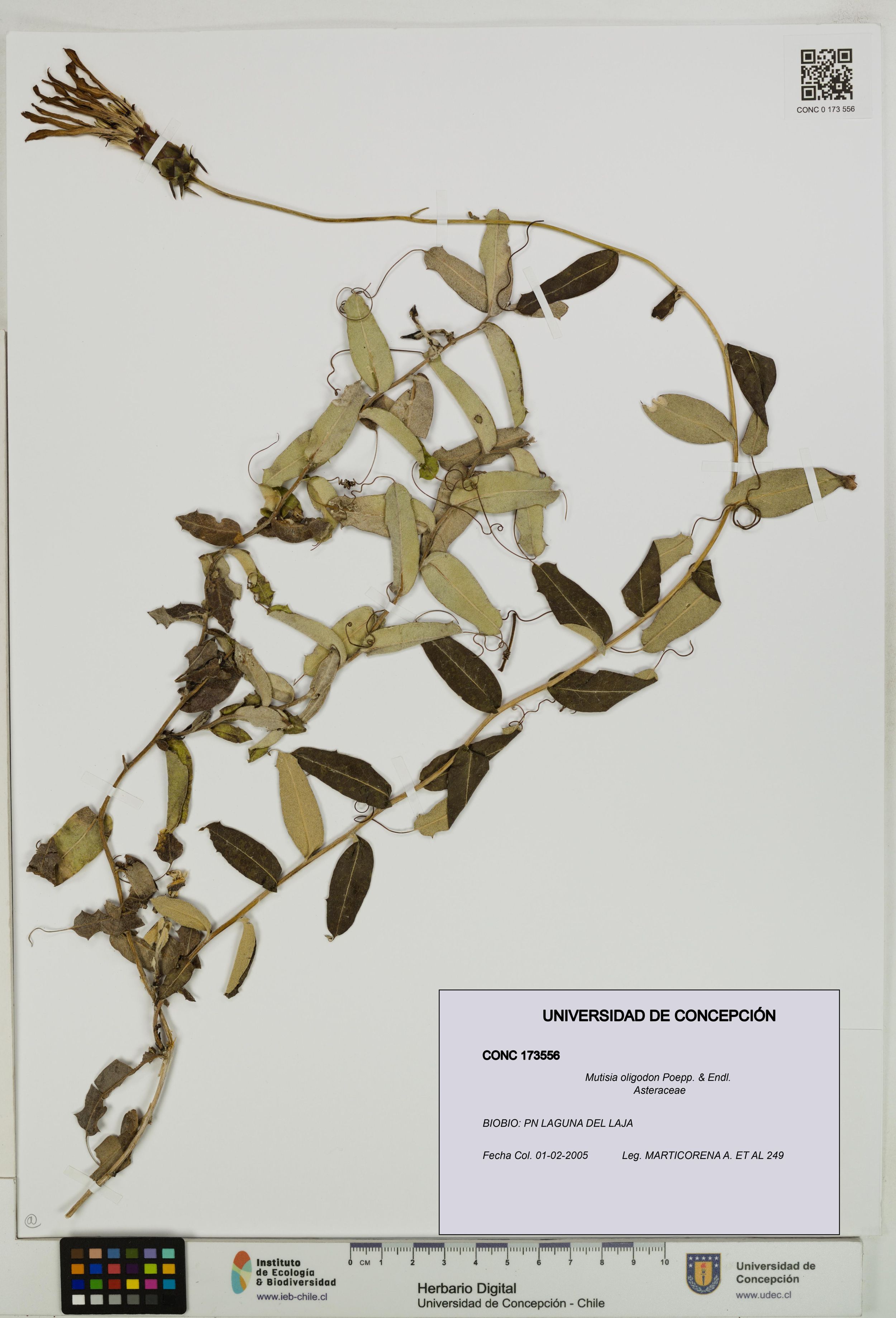 Mutisia oligodon [Espécimen: ]