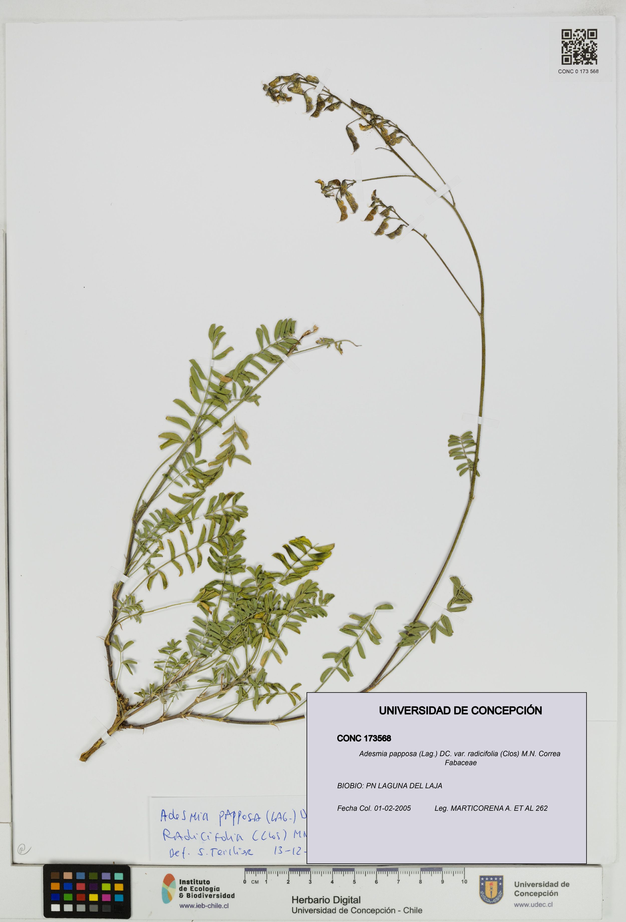 Adesmia papposa var. radicifolia [Espécimen: ]