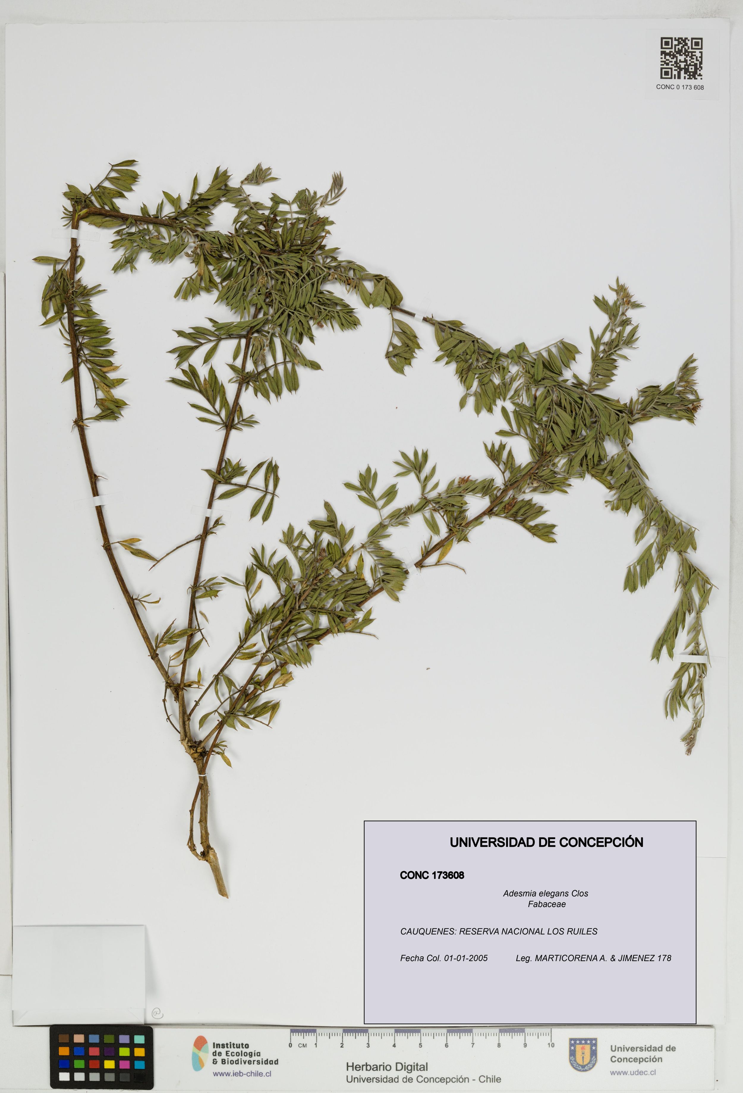Adesmia elegans [Espécimen: ]