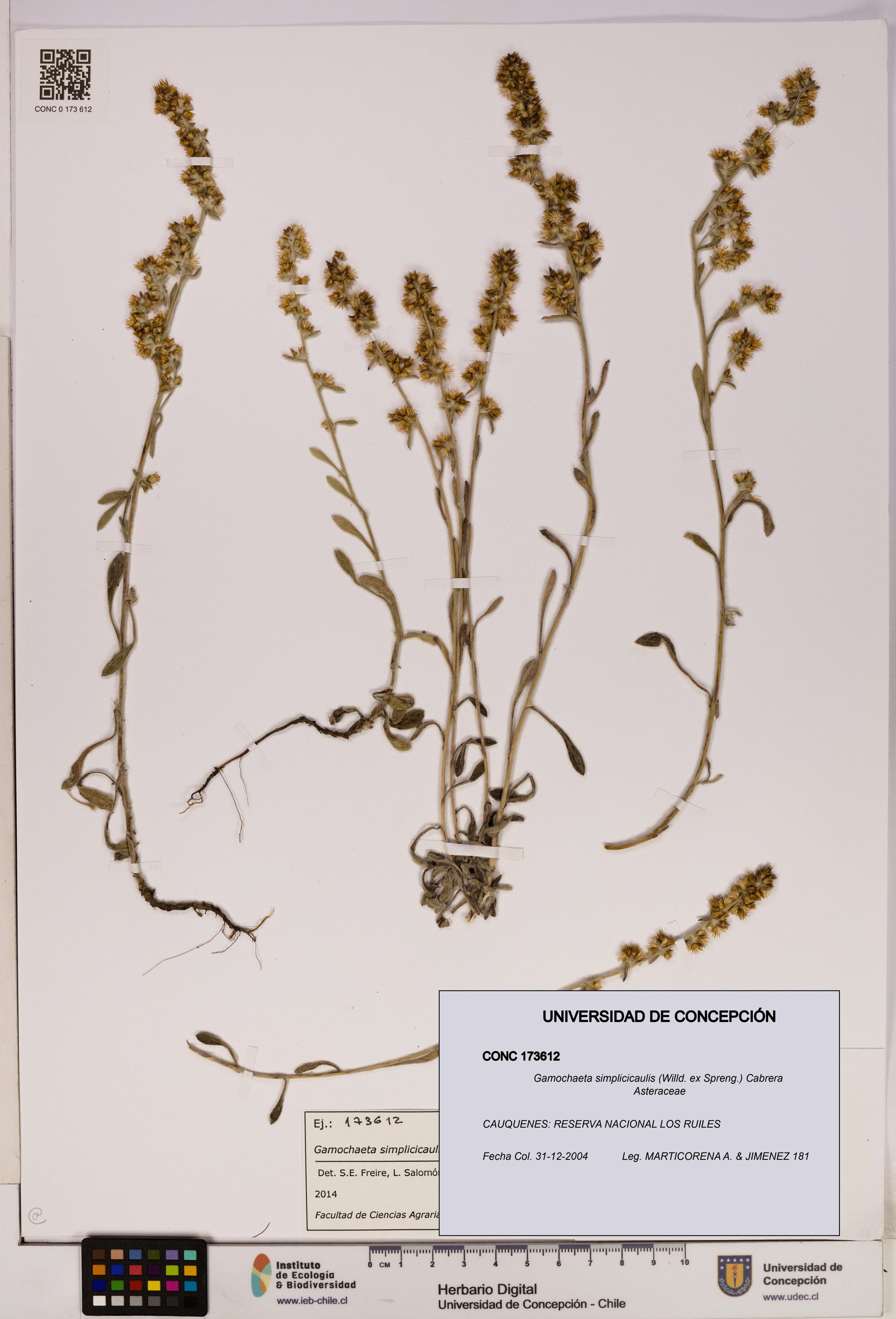 Gamochaeta simplicicaulis [Espécimen: ]