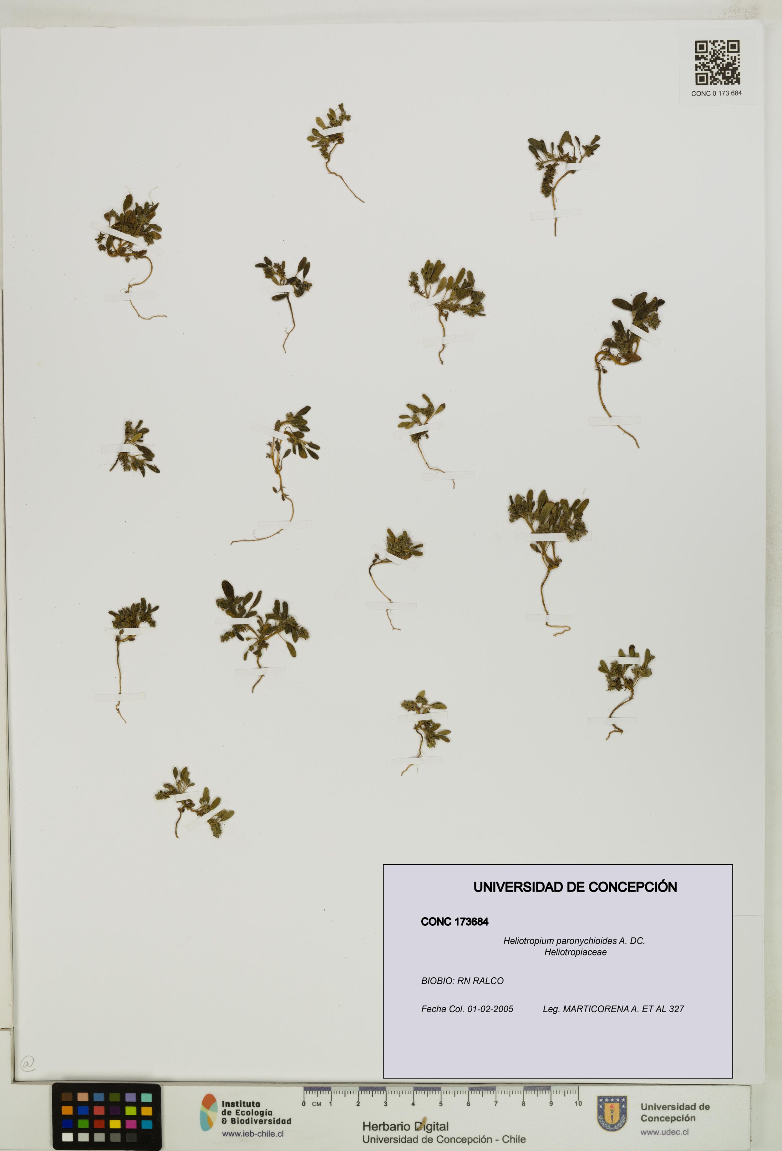Heliotropium paronychioides [Espécimen: ]
