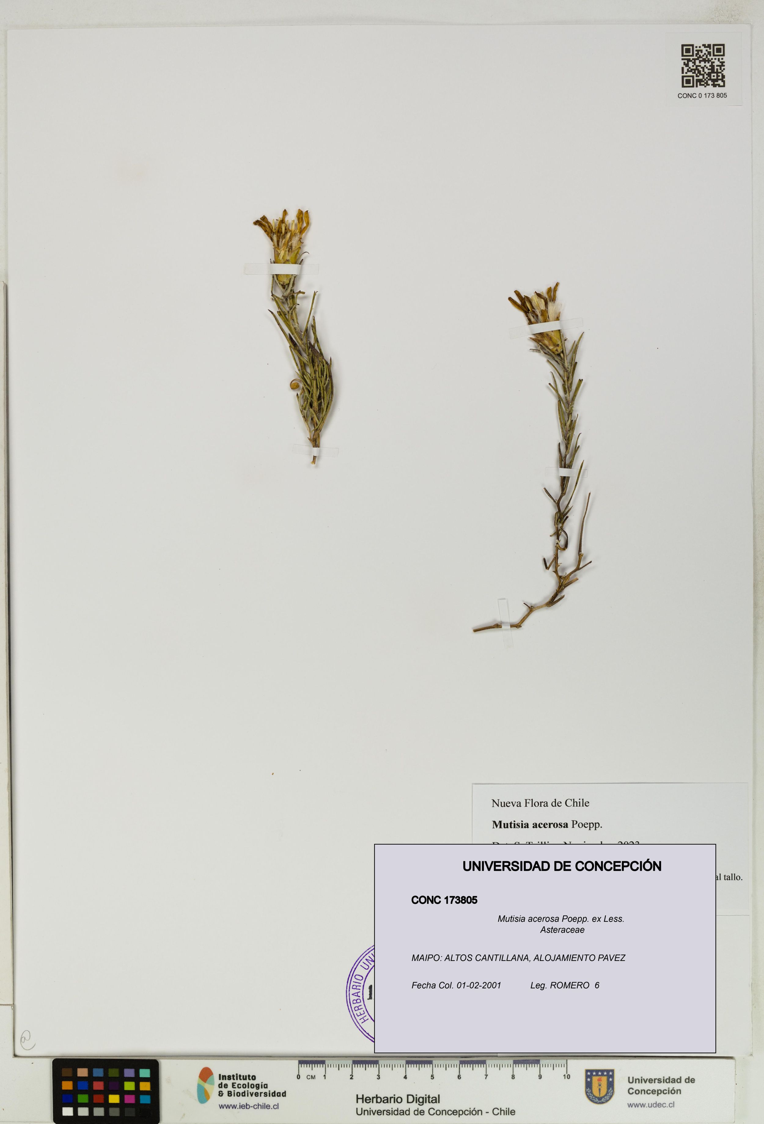 Mutisia acerosa [Espécimen: ]