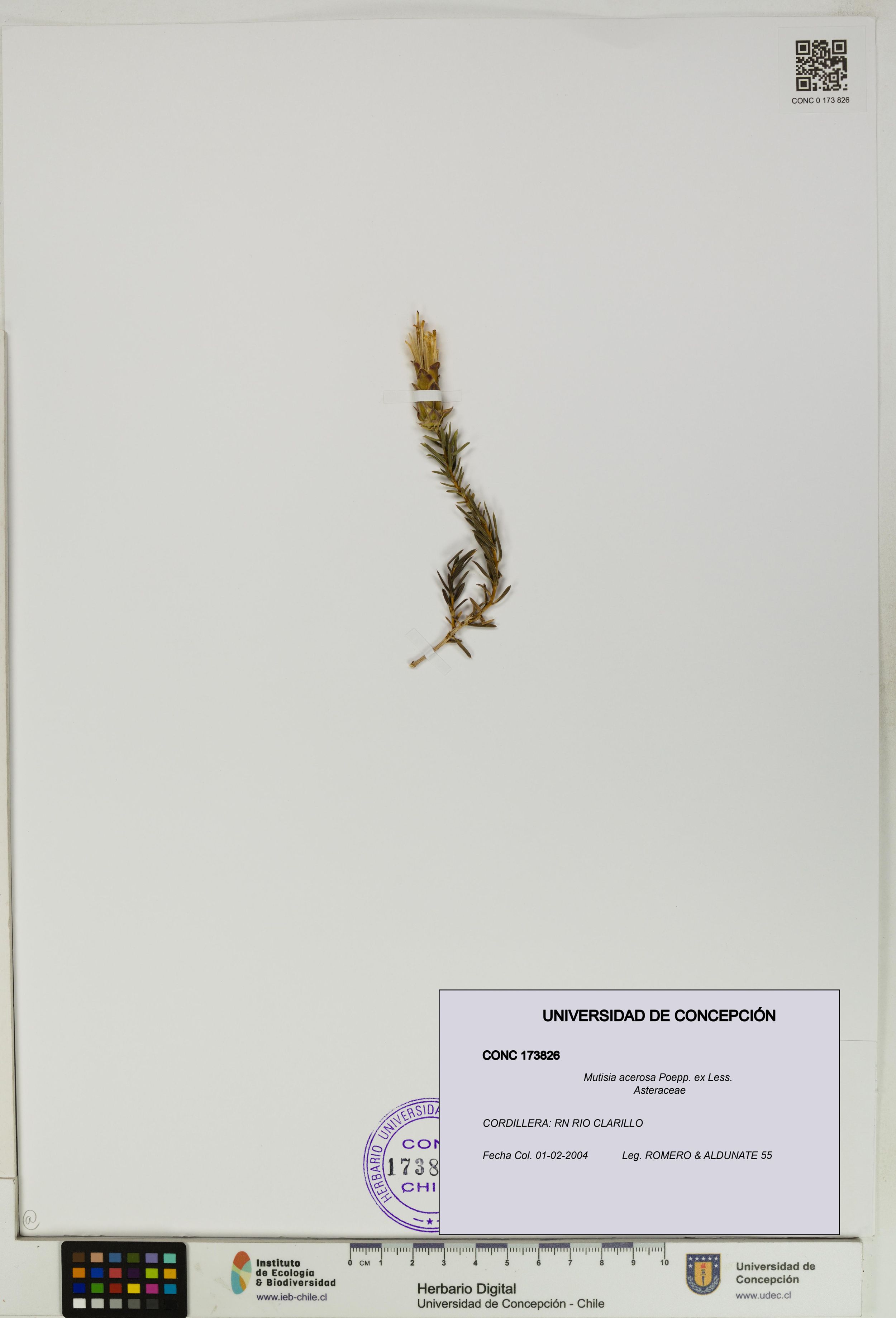 Mutisia acerosa [Espécimen: ]