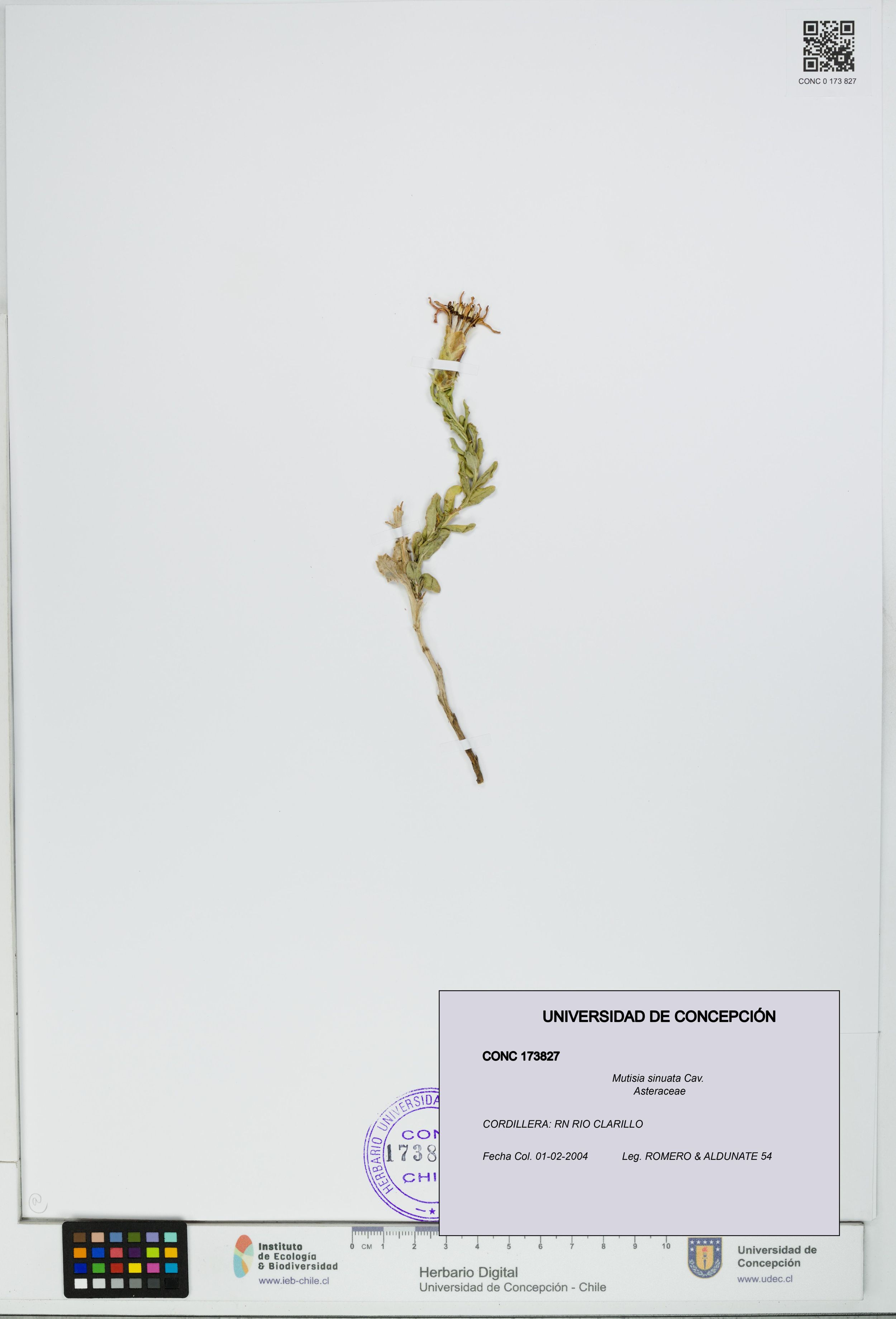 Mutisia sinuata [Espécimen: ]