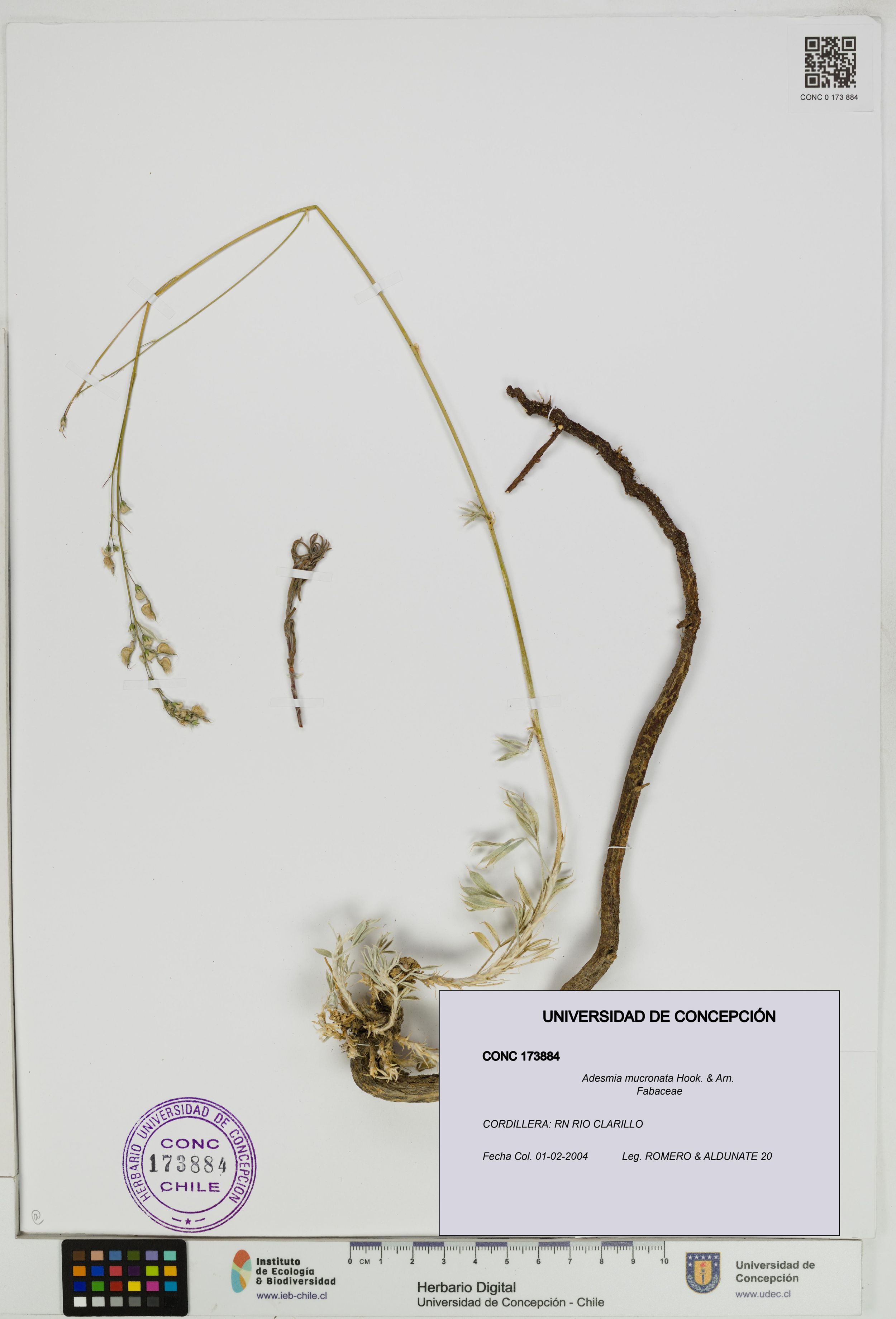 Adesmia mucronata [Espécimen: ]