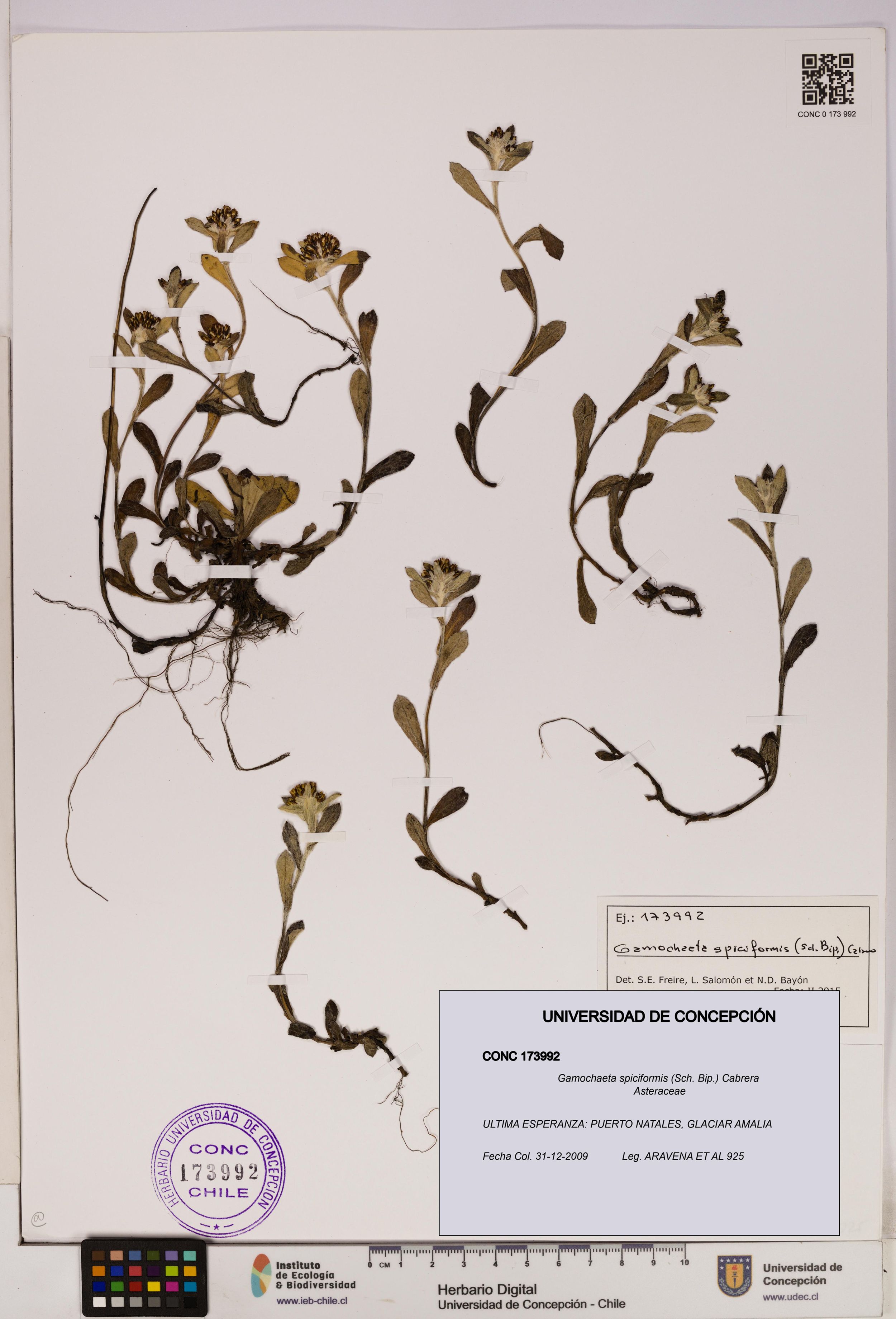 Gamochaeta spiciformis [Espécimen: ]