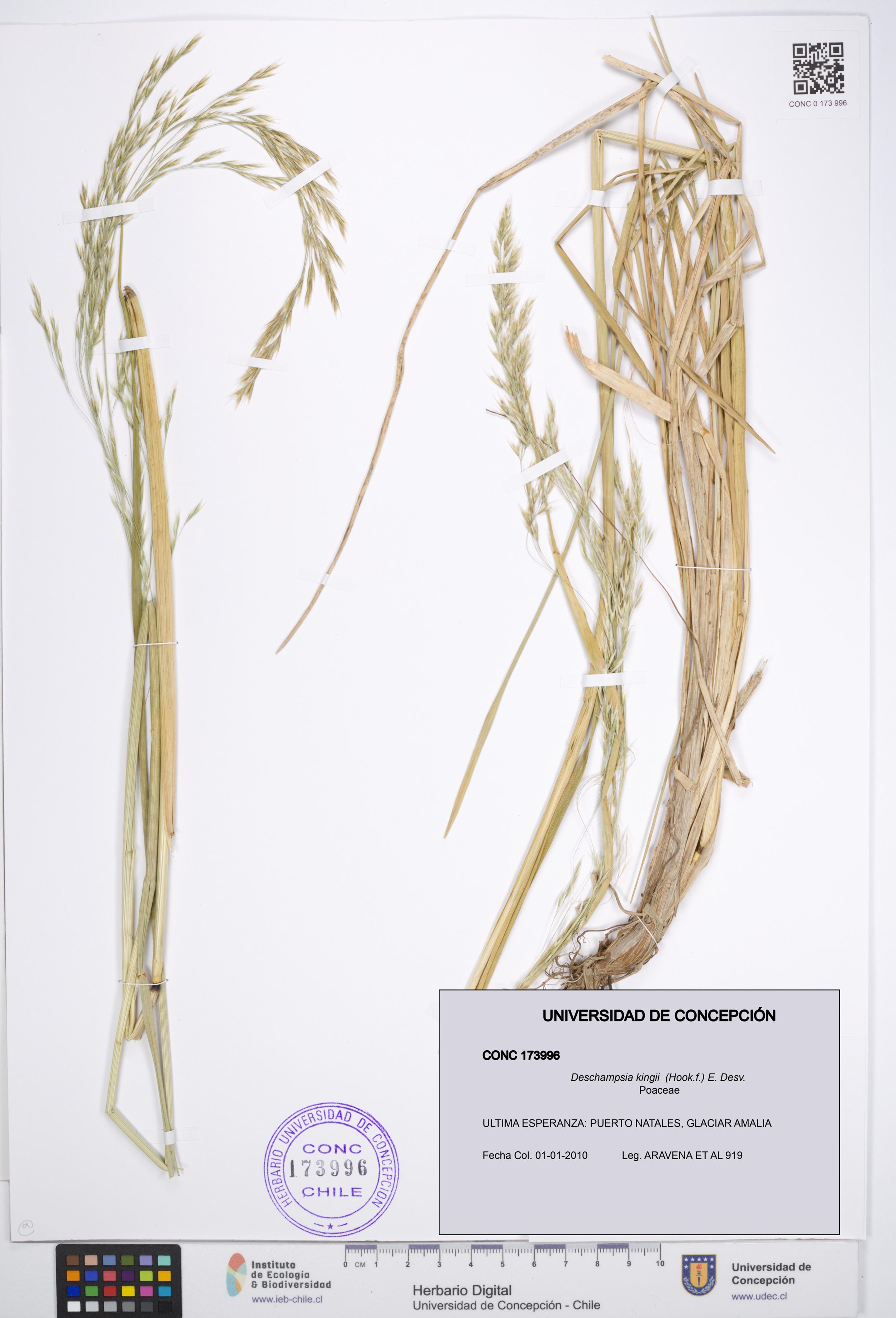Deschampsia kingii [Espécimen: ]