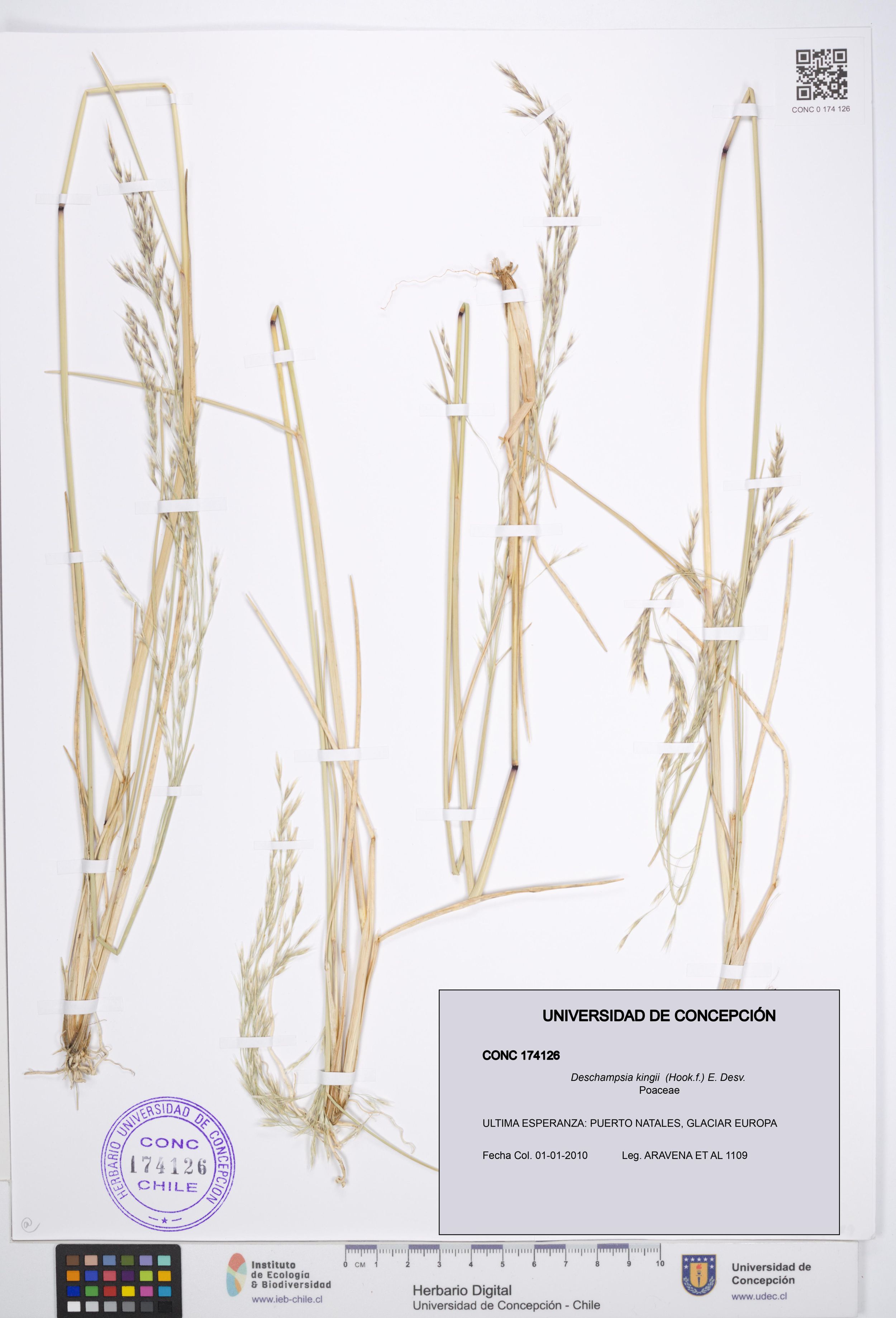 Deschampsia kingii [Espécimen: ]