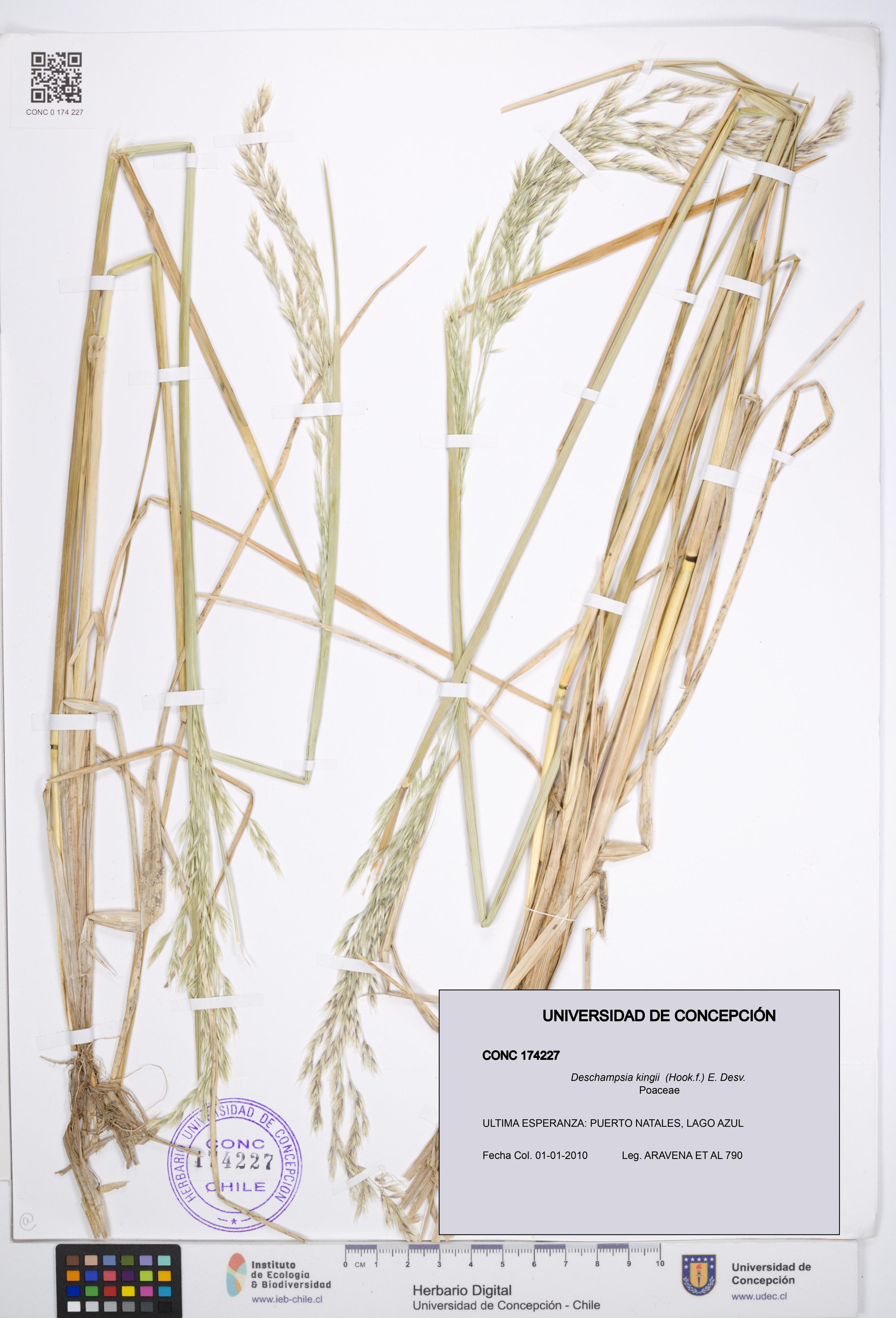 Deschampsia kingii [Espécimen: ]