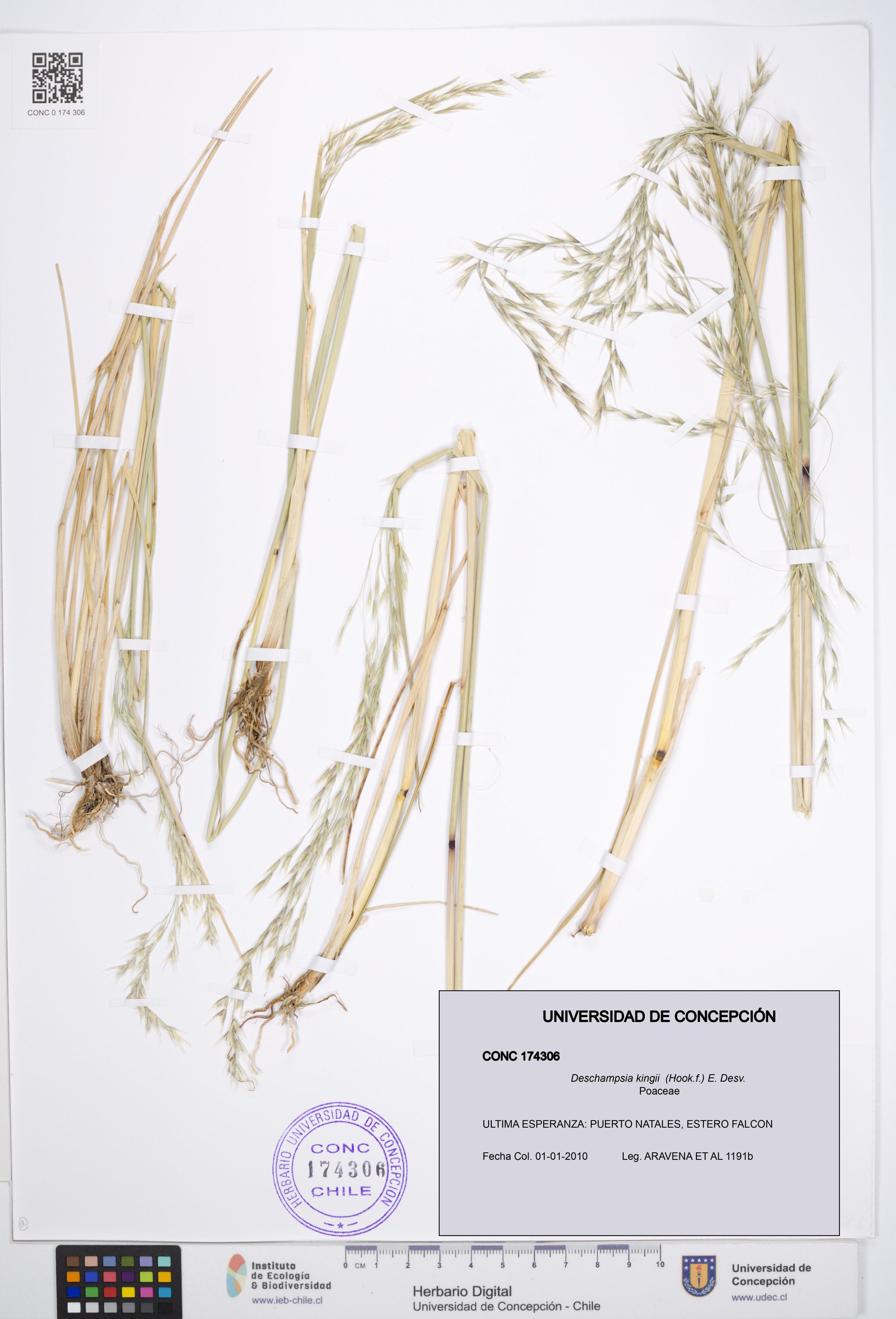 Deschampsia kingii [Espécimen: ]