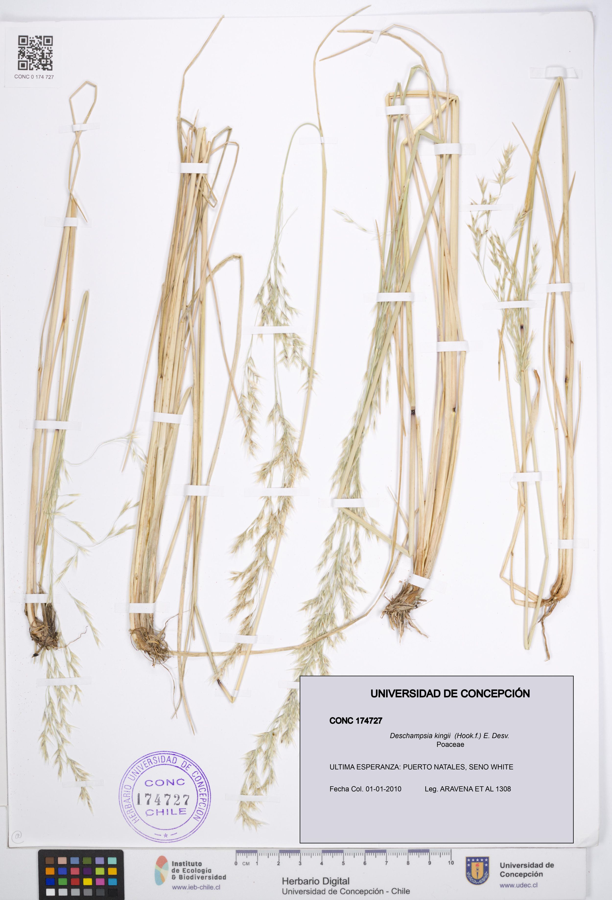 Deschampsia kingii [Espécimen: ]