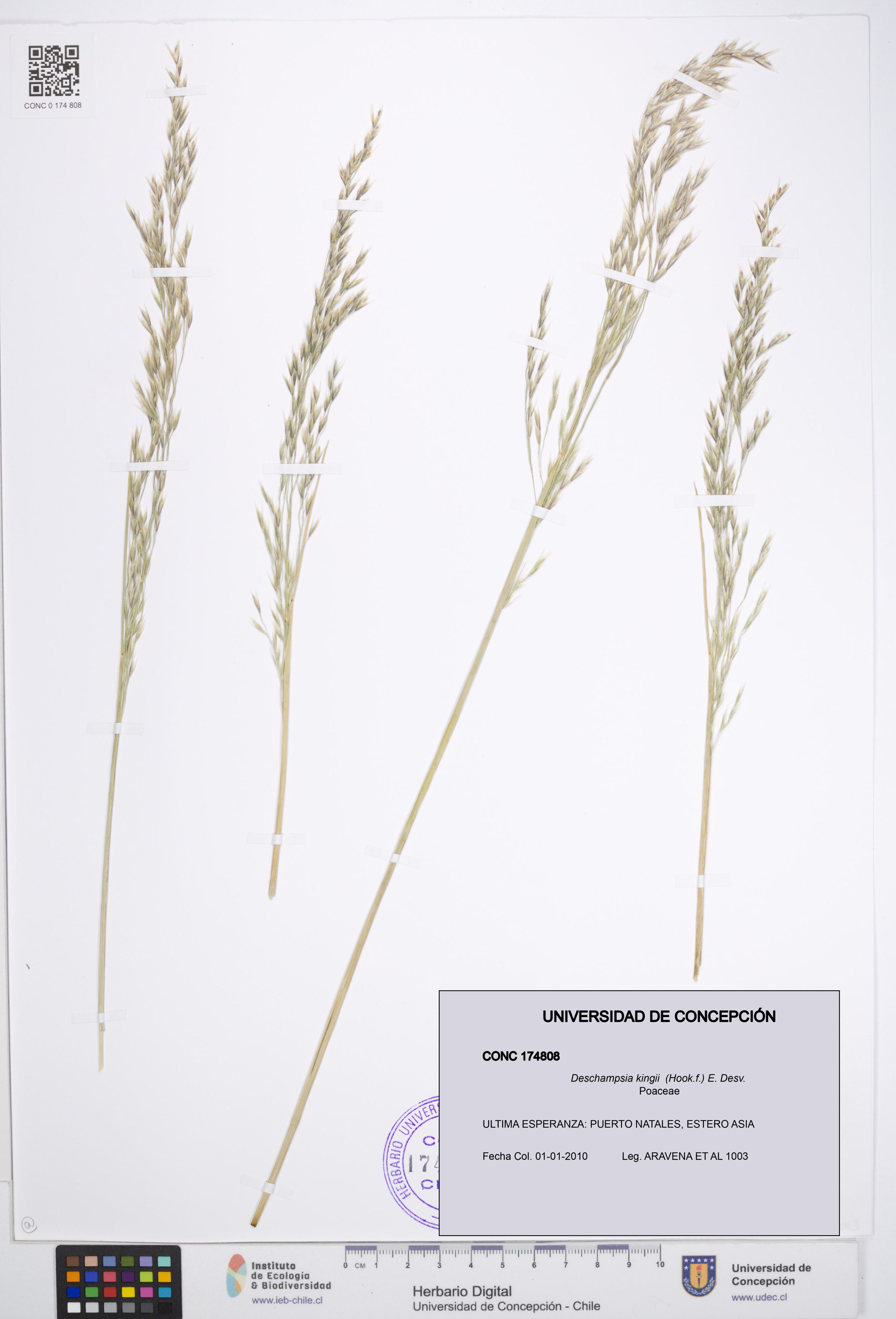 Deschampsia kingii [Espécimen: ]