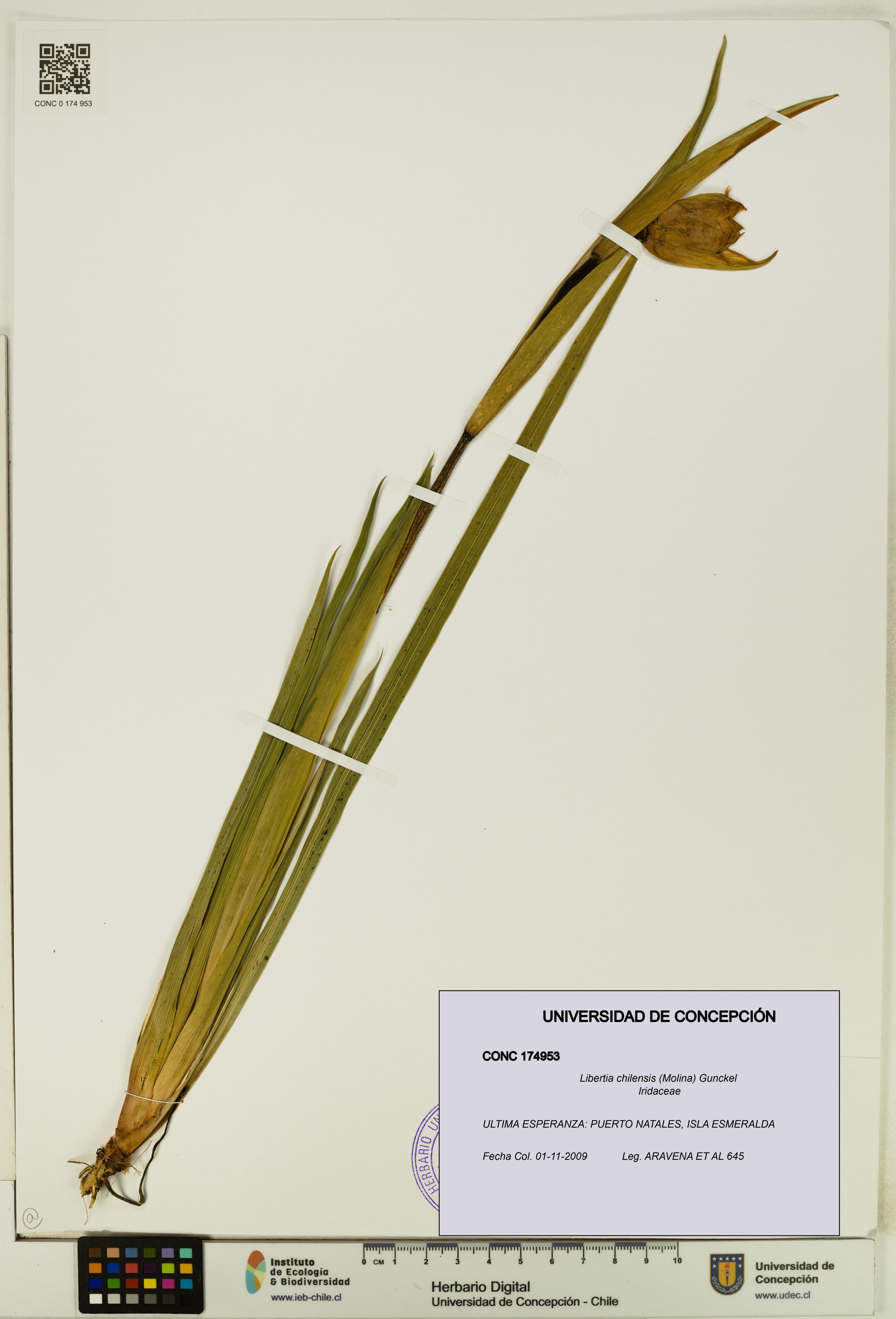 Libertia chilensis [Espécimen: ]