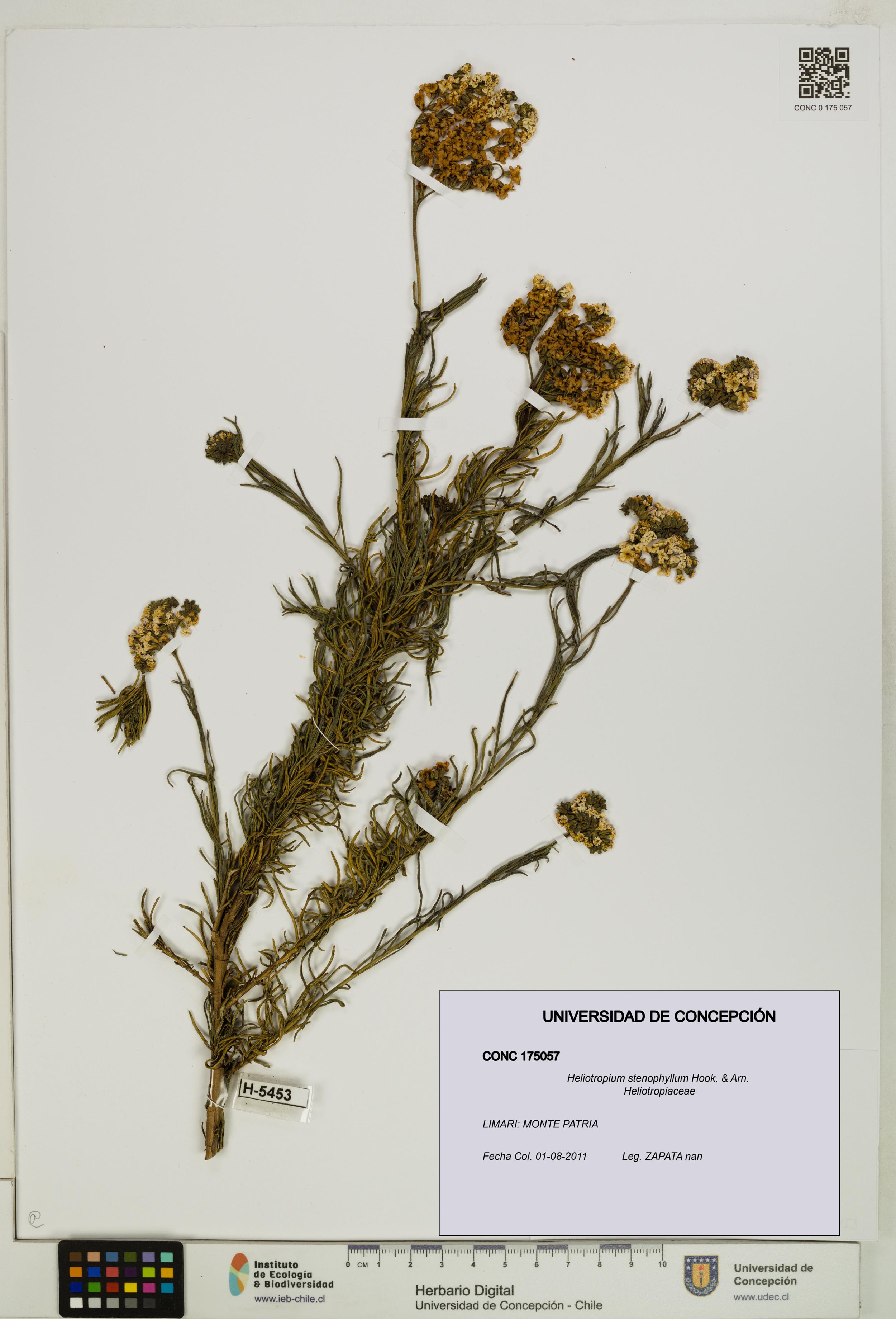 Heliotropium stenophyllum [Espécimen: ]
