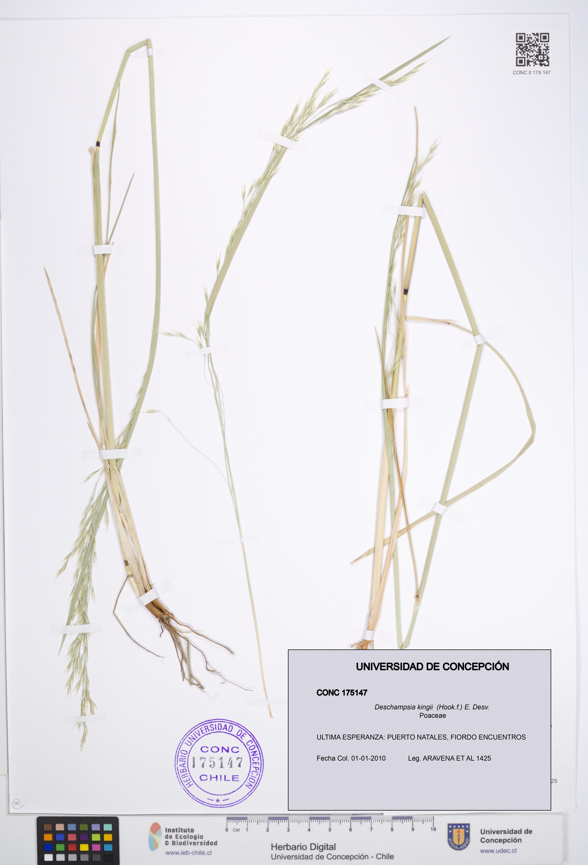 Deschampsia kingii [Espécimen: ]