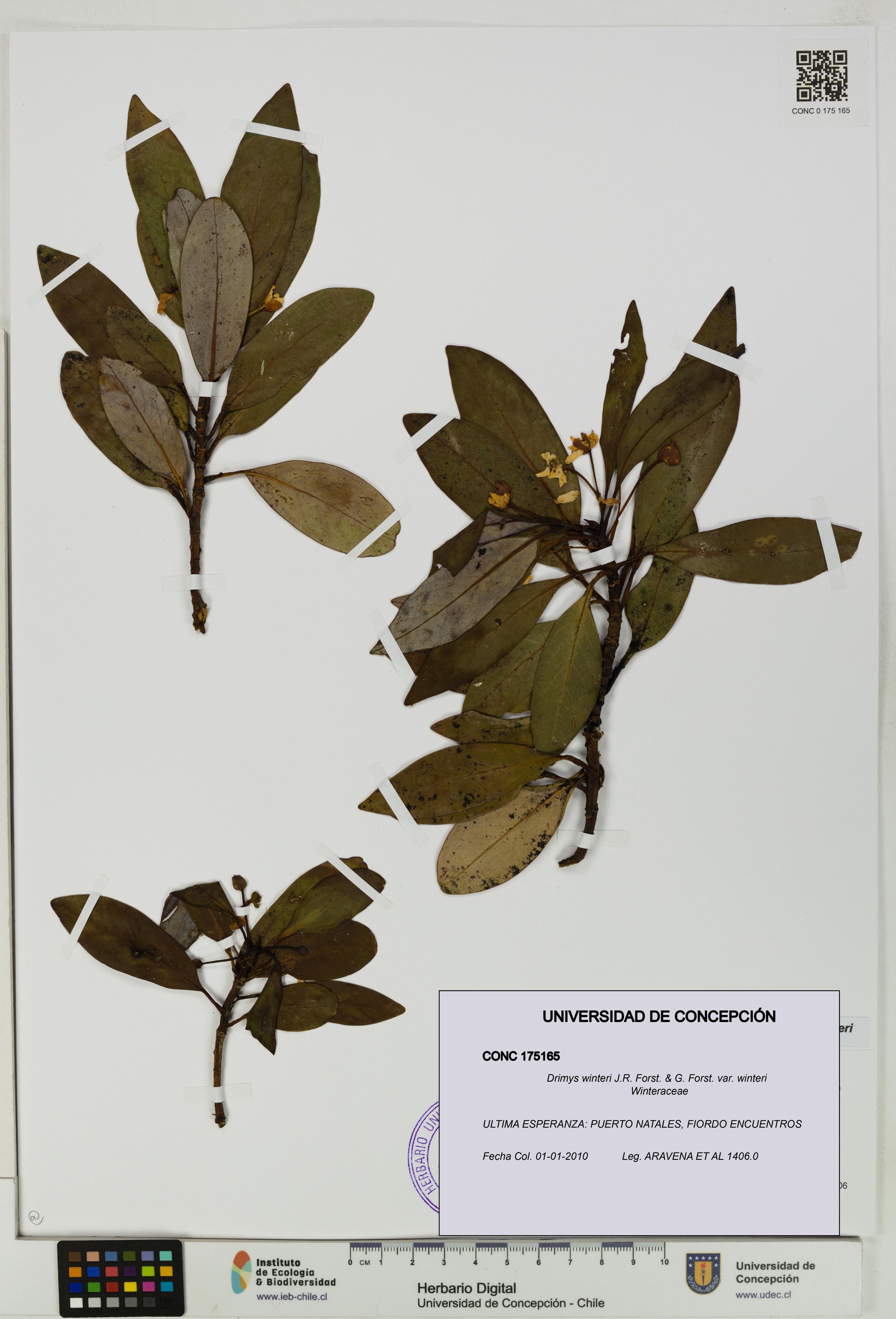 Drimys winteri var. winteri [Espécimen: ]