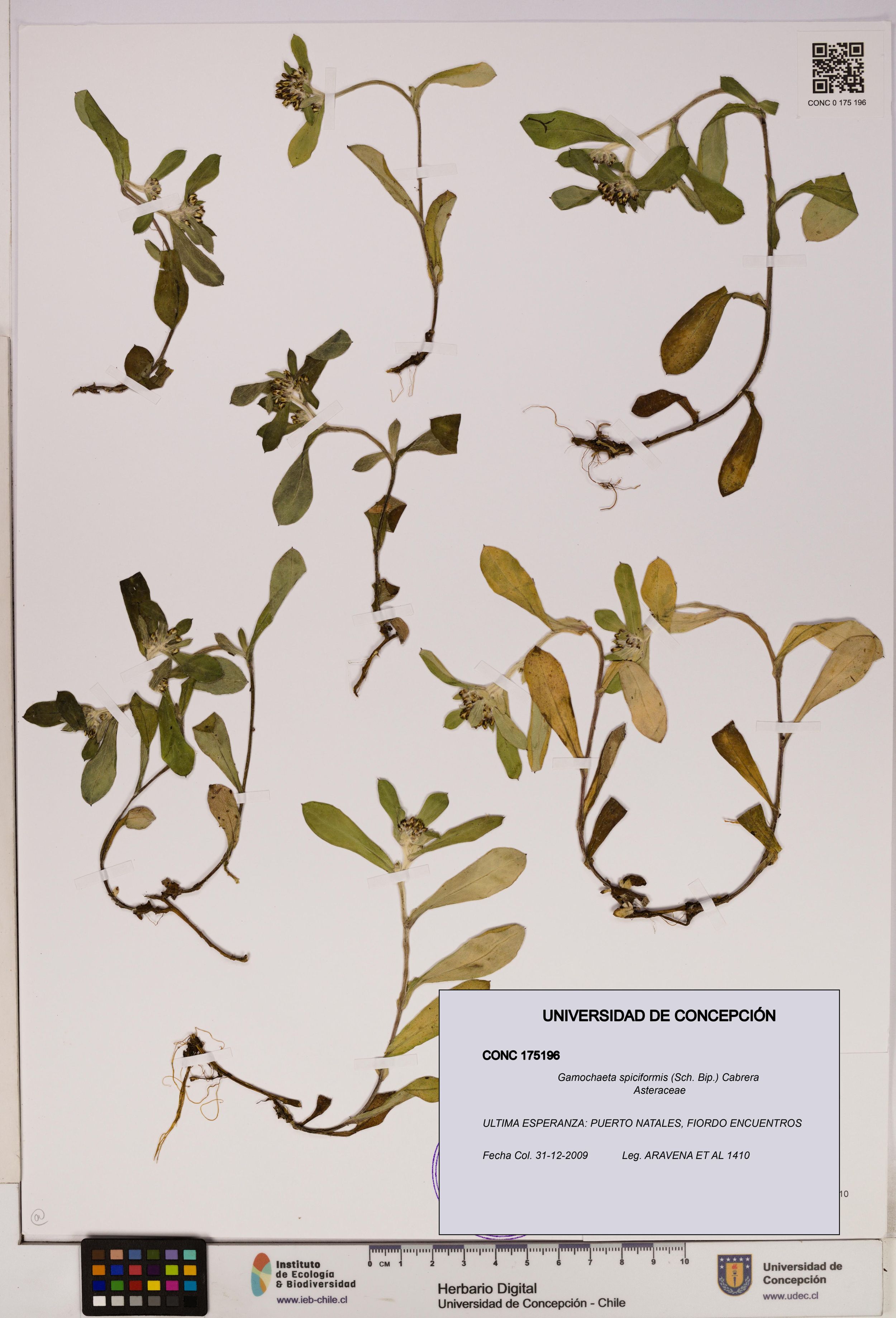 Gamochaeta spiciformis [Espécimen: ]
